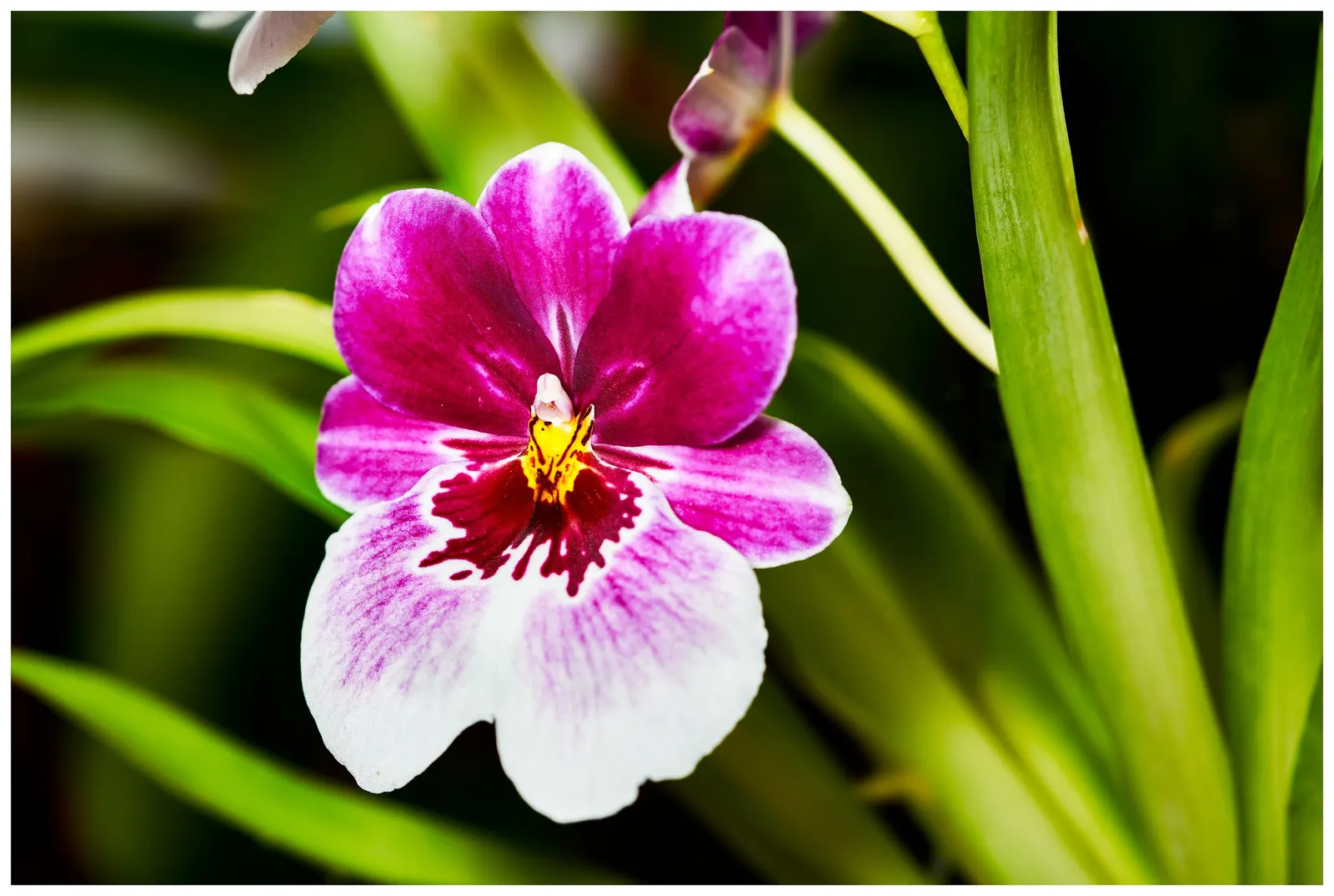 Common Pansy (Viola X Wittrockiana) — depending on the climate.<br><br>For optimal growth; often with charming face-like center markings, image 75