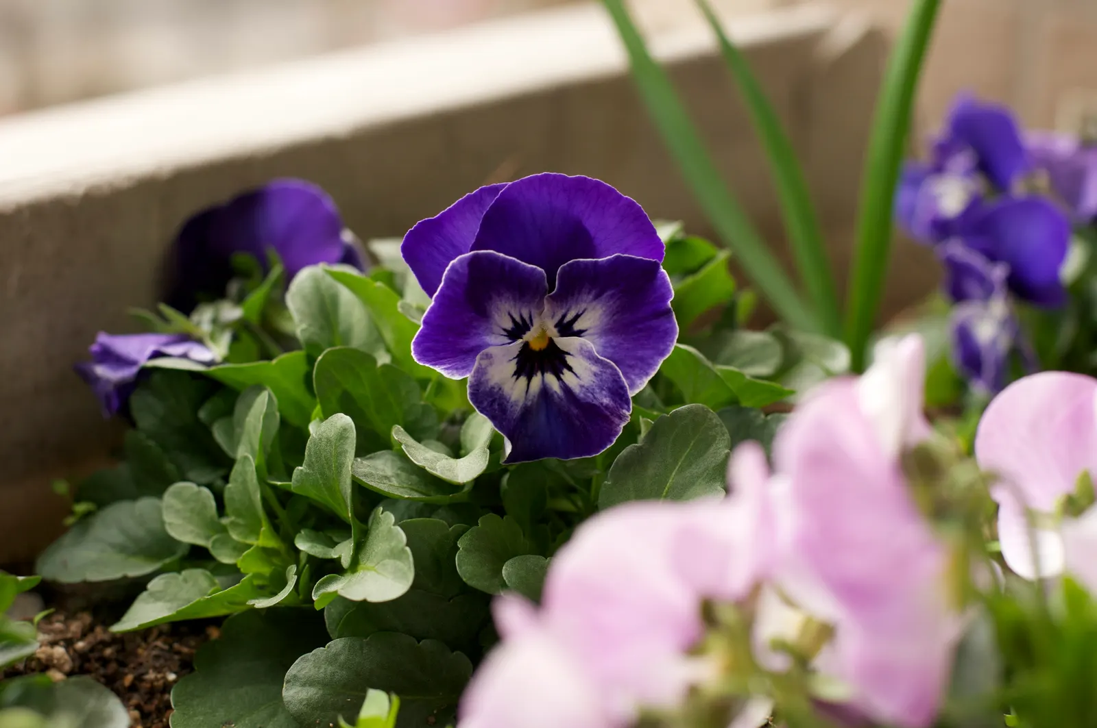 Common Pansy (Viola X Wittrockiana) — This hybrid plant typically reaches a modest height of 6 to 9 inches and spreads approximately 9 to 12 inches