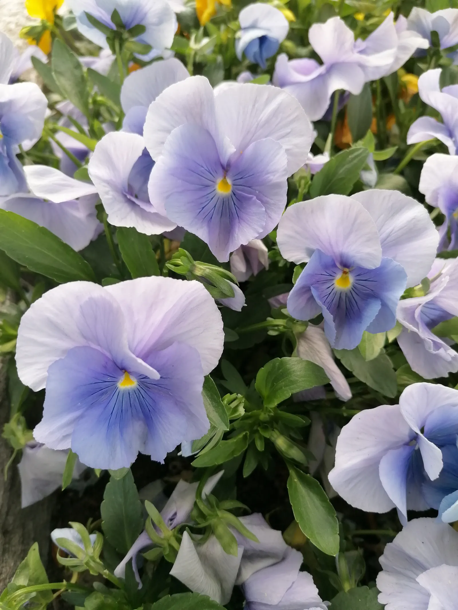 Common Pansy (Viola X Wittrockiana) — pansies can attract pollinators such as butterflies