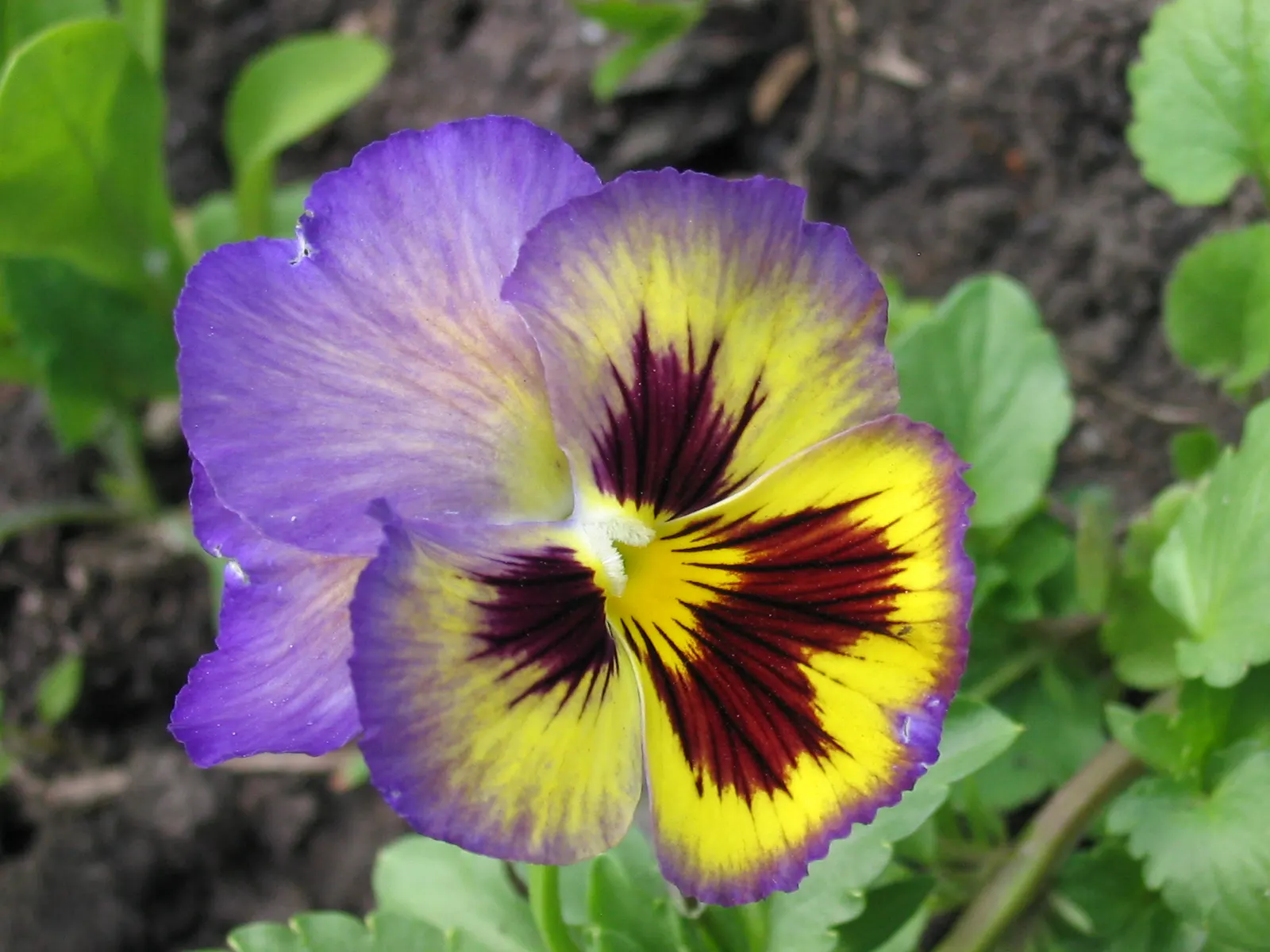 Common Pansy (Viola X Wittrockiana) — as pansies perform best with consistent moisture; integrating seamlessly into a garden's ecosystem, image 115