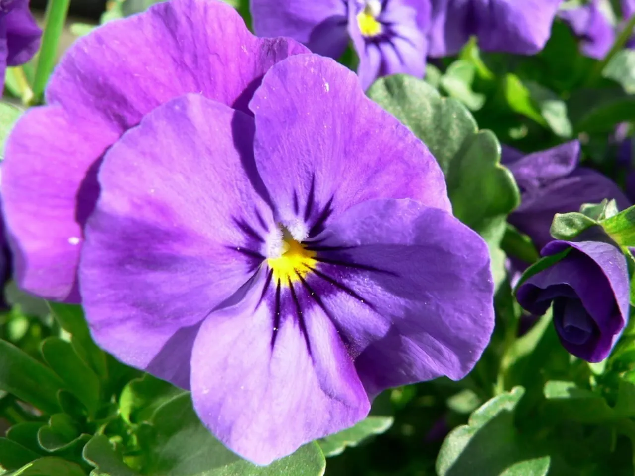 Common Pansy (Viola X Wittrockiana) — this hardy plant is ideal for borders and containers; as pansies perform best with consistent moisture