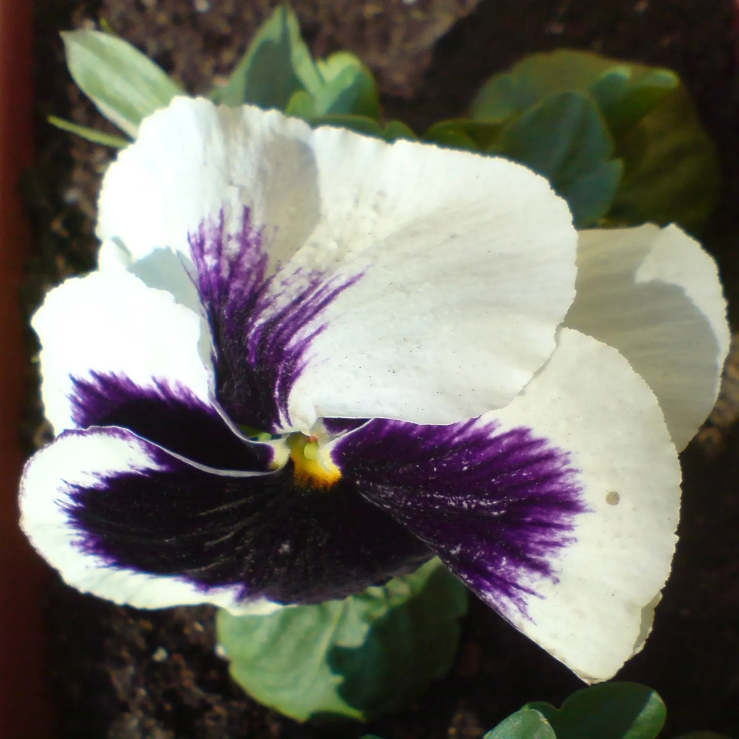 Common Pansy (Viola X Wittrockiana) — When advising clients on care; highly favored in landscape design for its array of vivid colors and robust, image 113