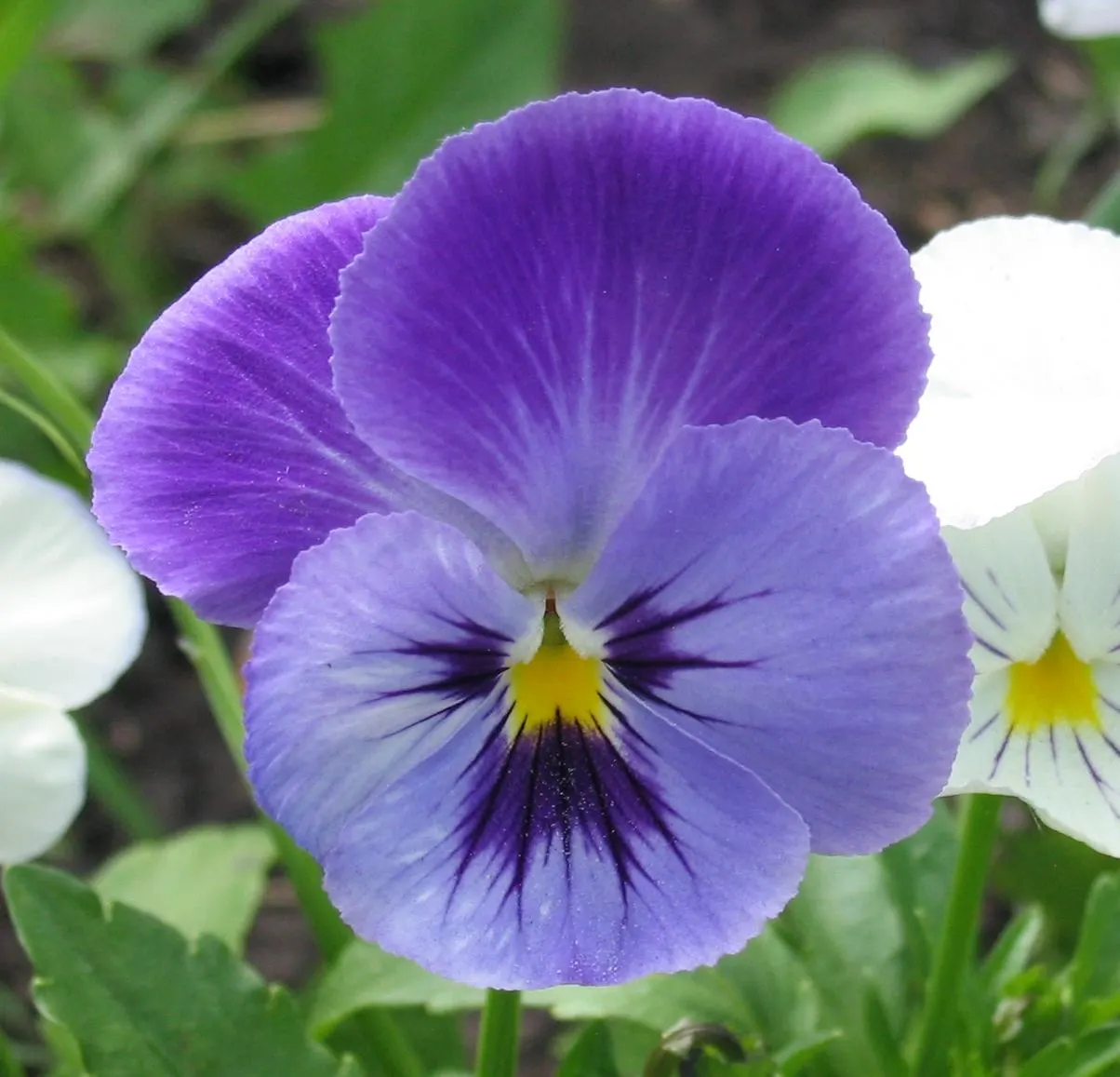 Common Pansy (Viola X Wittrockiana) — integrating seamlessly into a garden's ecosystem; the Common Pansy (Viola x wittrockiana) stands out with a heart-shaped