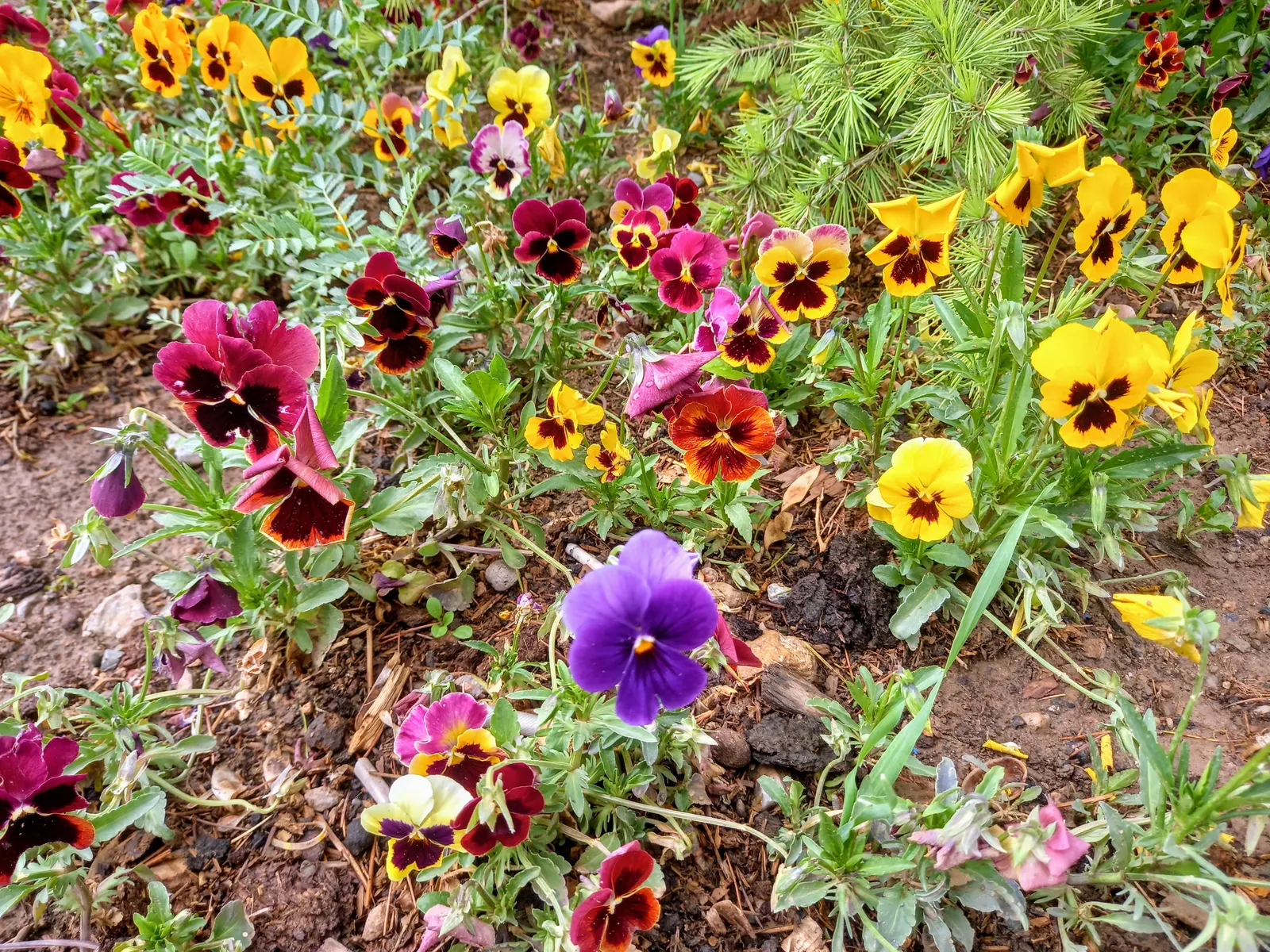 Common Pansy (Viola X Wittrockiana) — overlapping petals and a wide range of vibrant colors; and even bicolor variations, image 62