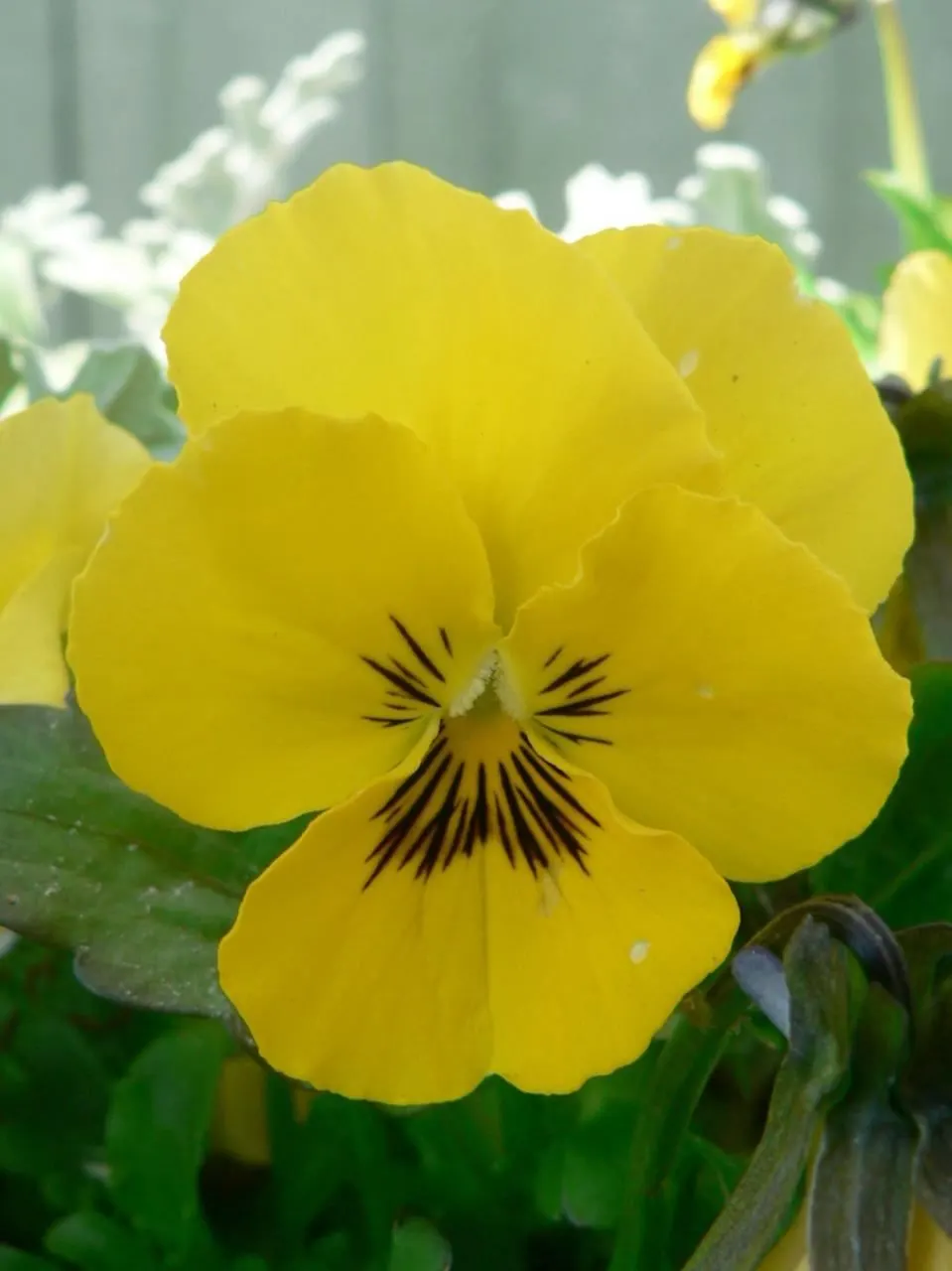 Common Pansy (Viola X Wittrockiana) — depending on the climate.<br><br>For optimal growth; often with charming face-like center markings