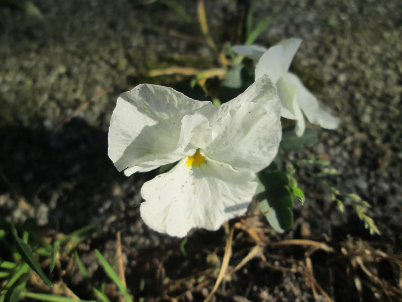 Common Pansy (Viola X Wittrockiana) — this hardy plant is ideal for borders and containers; as pansies perform best with consistent moisture, image 64