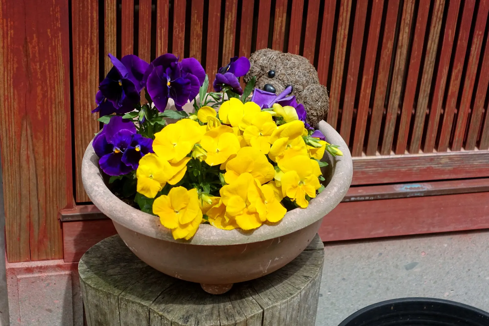 Common Pansy (Viola X Wittrockiana) — The Common Pansy (Viola x wittrockiana) stands out with a heart-shaped