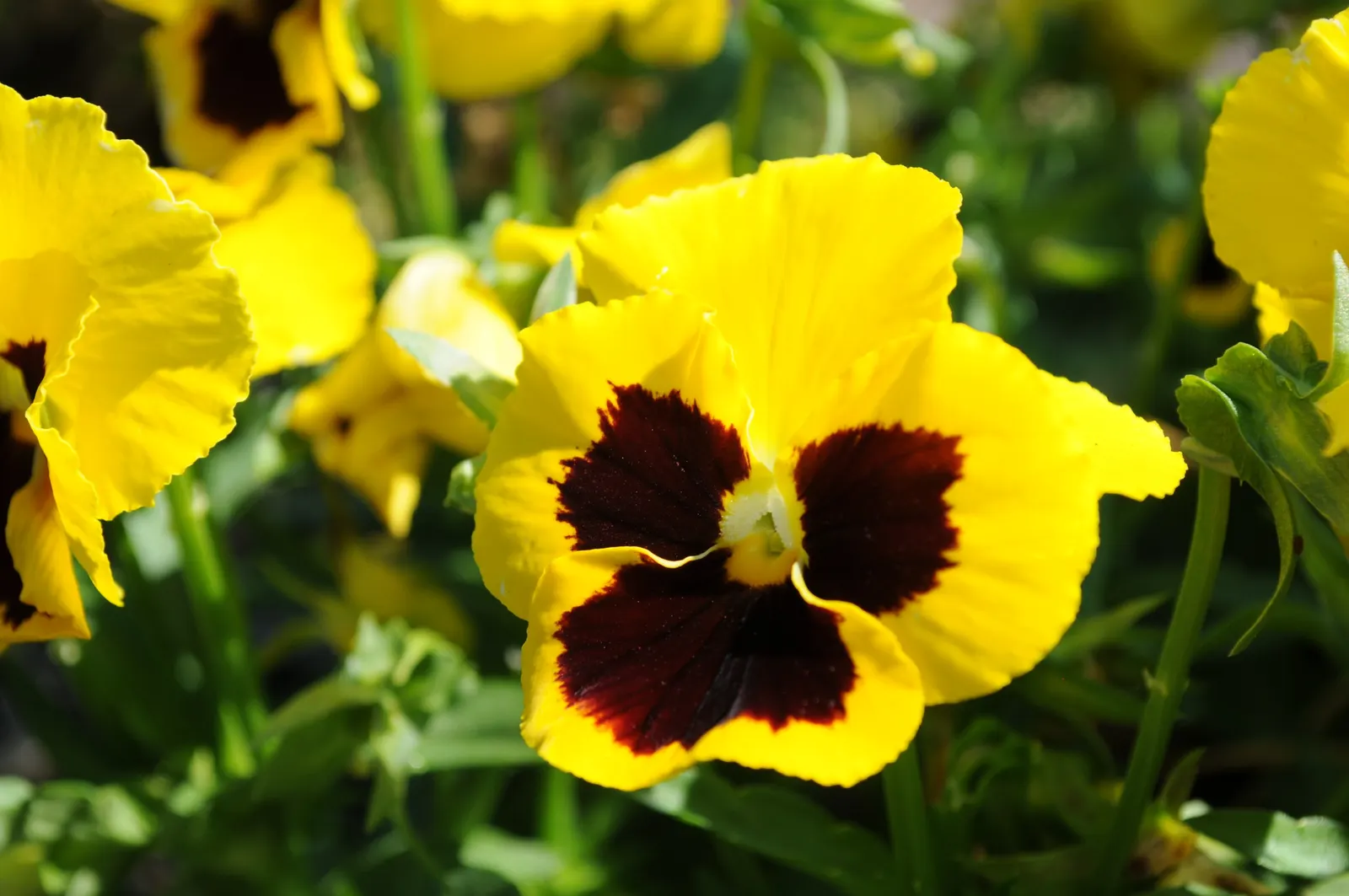 Common Pansy (Viola X Wittrockiana) — making it an excellent choice for ground cover or for adding splashes of color in borders; the Common Pansy, image 100