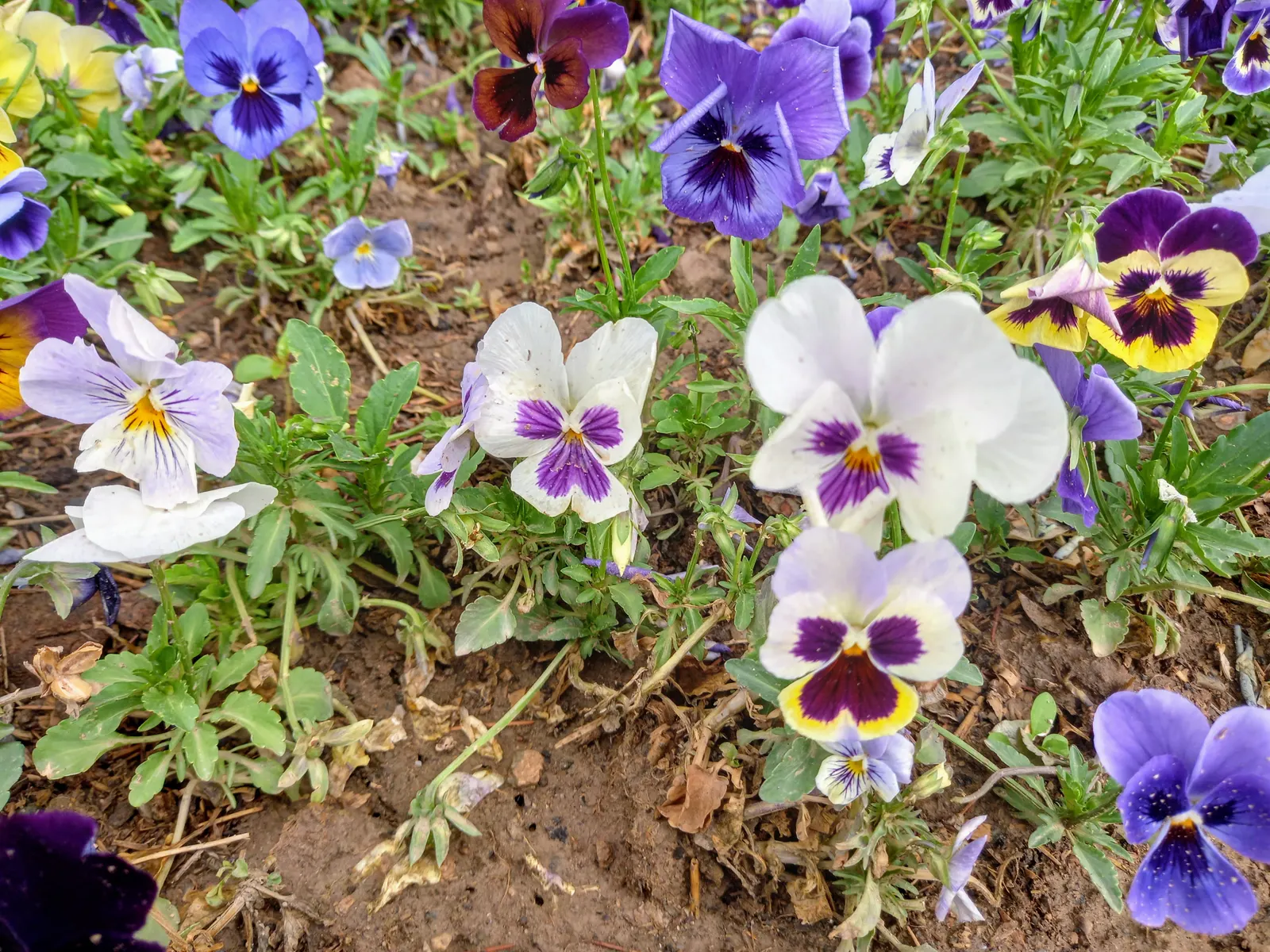 Common Pansy (Viola X Wittrockiana) — While pansies are cold-hardy; typically growing to about 6-9 inches in height and spreading up to 9-12 inches, image 108
