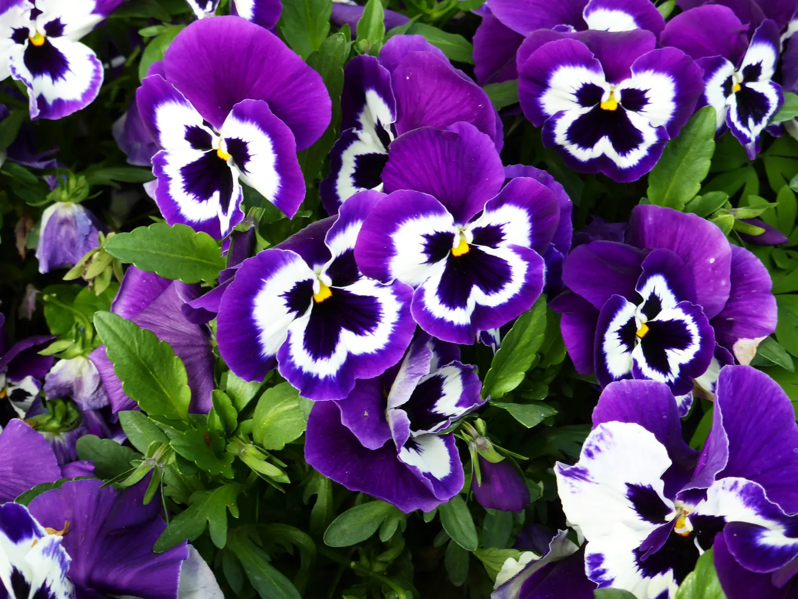 Common Pansy (Viola X Wittrockiana) — multi-colored and yellow flowers in the garden; which measure about 2 to 4 inches across