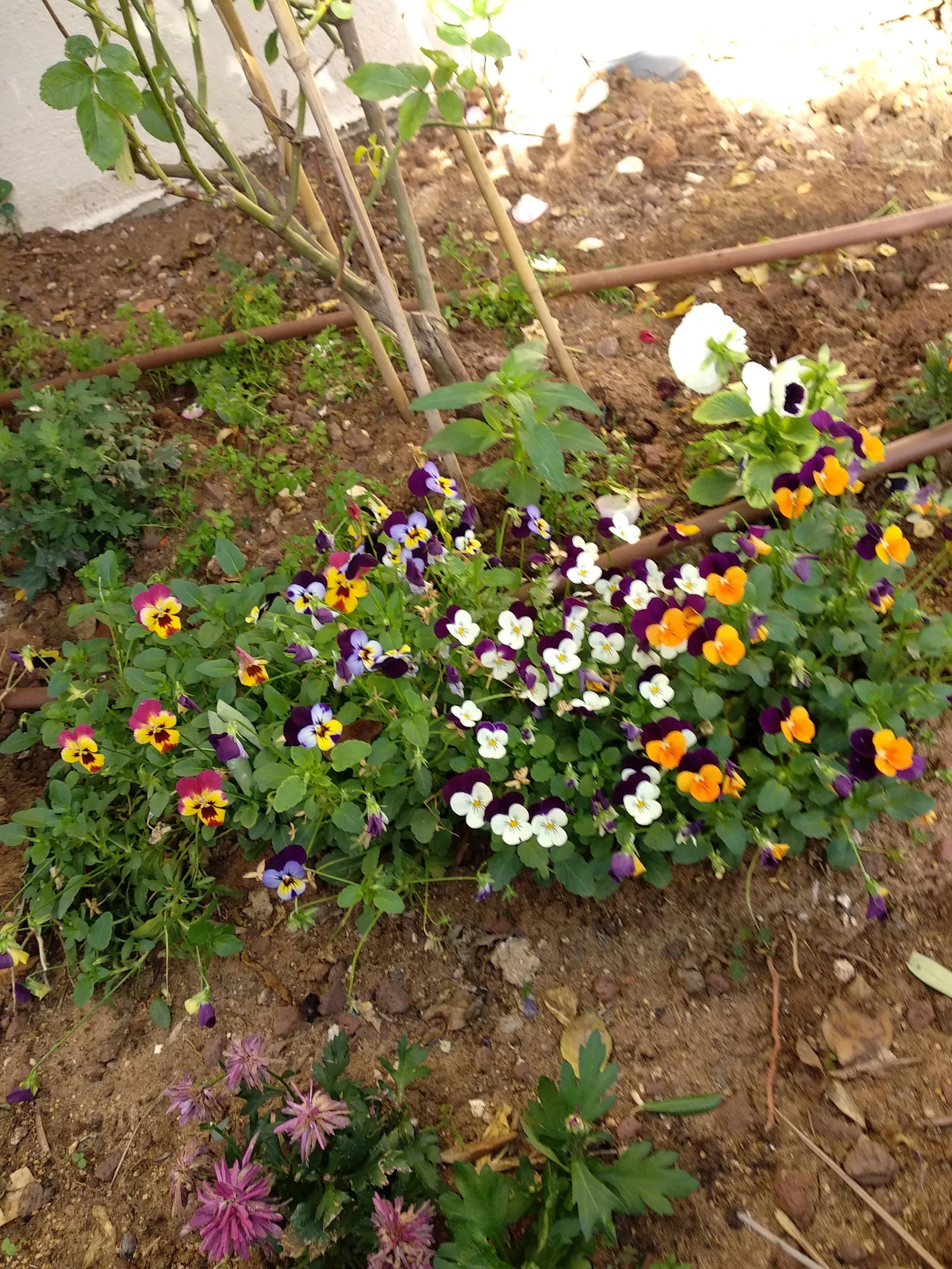 Common Pansy (Viola X Wittrockiana) — It prefers full to partial sun and well-drained soil; overlapping petals and a wide range of vibrant colors, image 65