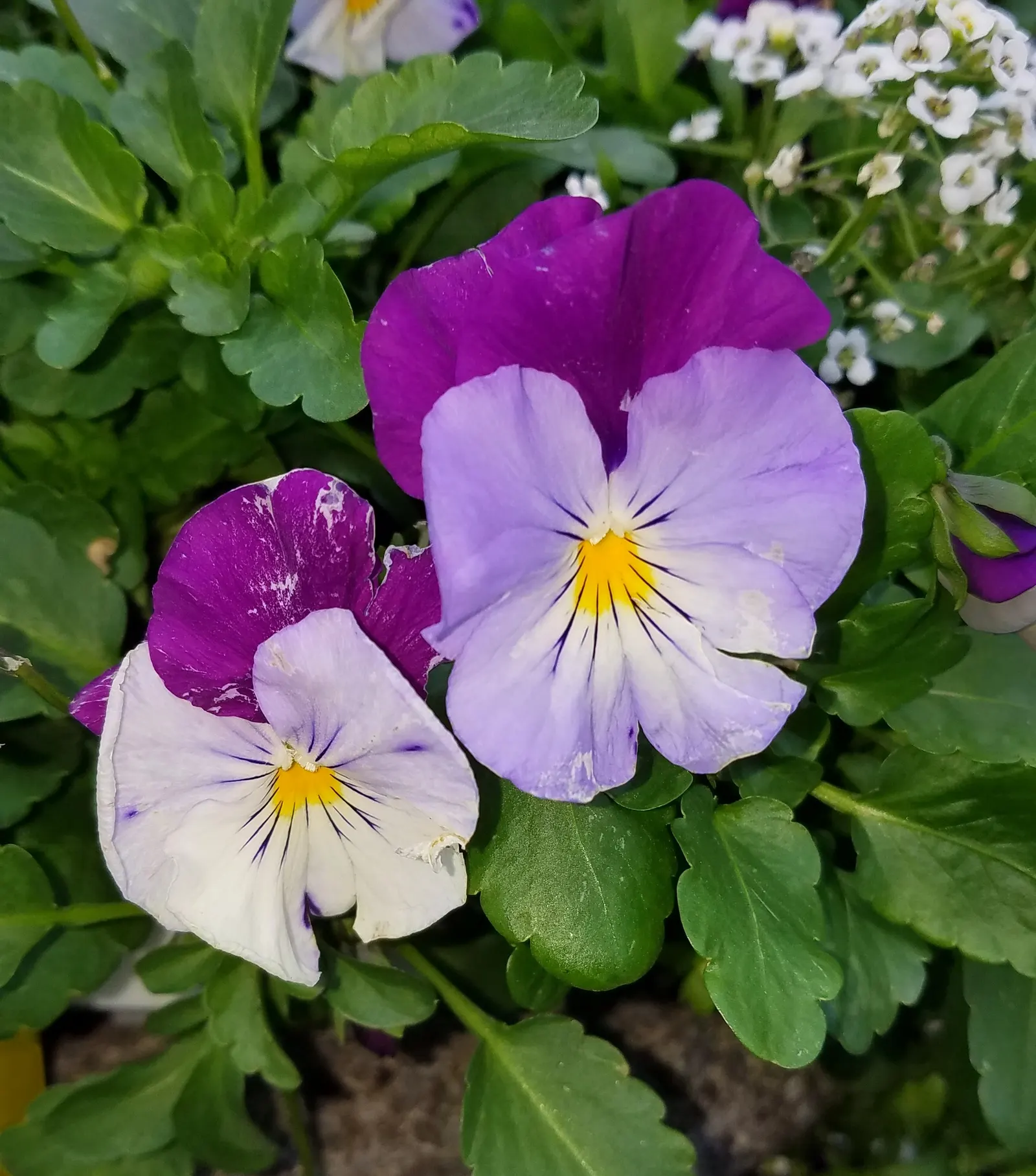 Common Pansy (Viola X Wittrockiana) — The Common Pansy (Viola x wittrockiana) is a versatile and vibrant flowering plant; they prefer well-drained soil with a