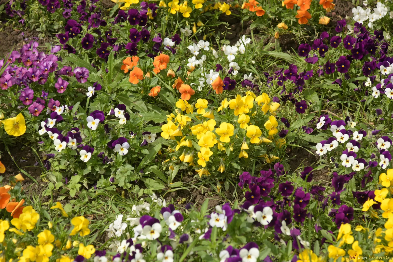 Common Pansy (Viola X Wittrockiana) — pansies can attract pollinators such as butterflies; remind them to water regularly