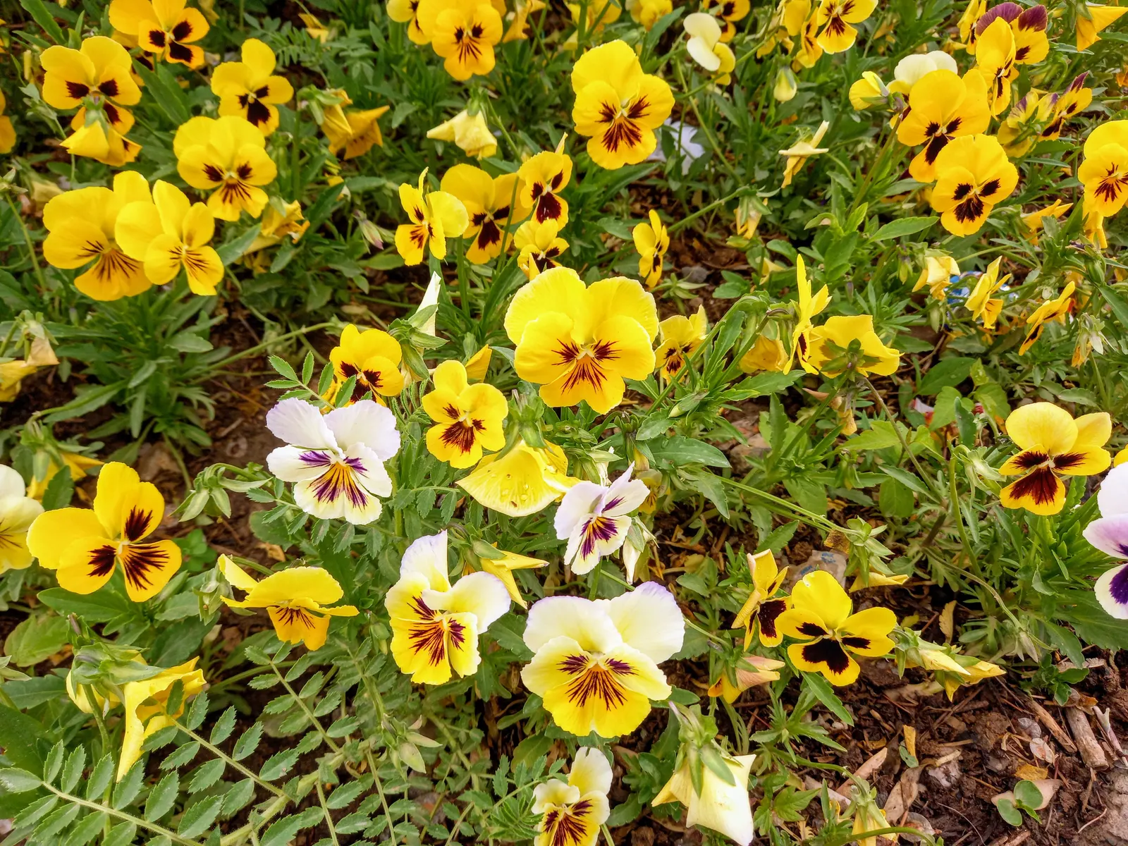 Common Pansy (Viola X Wittrockiana) — they thrive in temperatures between 40&deg;F and 60&deg;F; making it an excellent choice for ground cover or, image 79