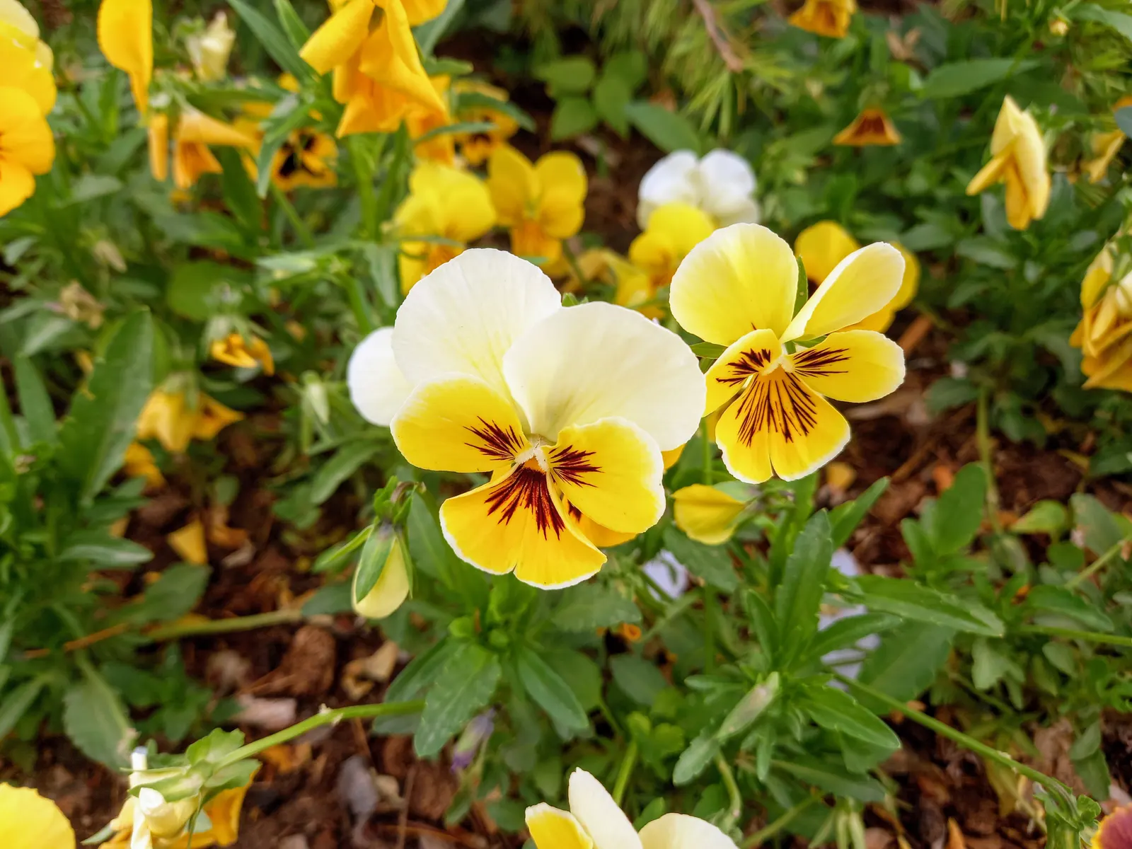 Common Pansy (Viola X Wittrockiana) — highly favored in landscape design for its array of vivid colors and robust adaptability; when advising, image 98