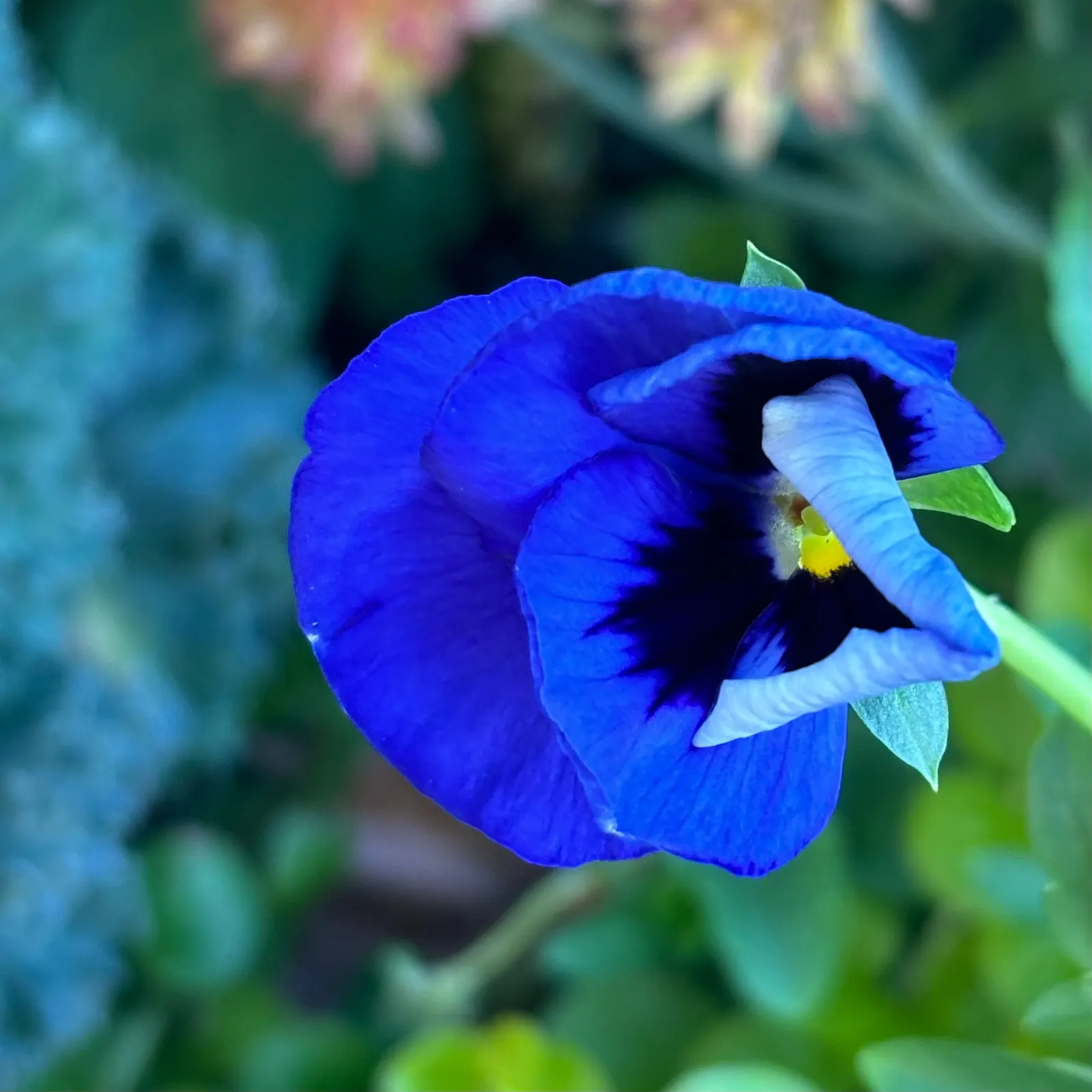 Common Pansy (Viola X Wittrockiana) — and a location that receives full to partial sunlight; though be mindful to avoid waterlogging, image 77