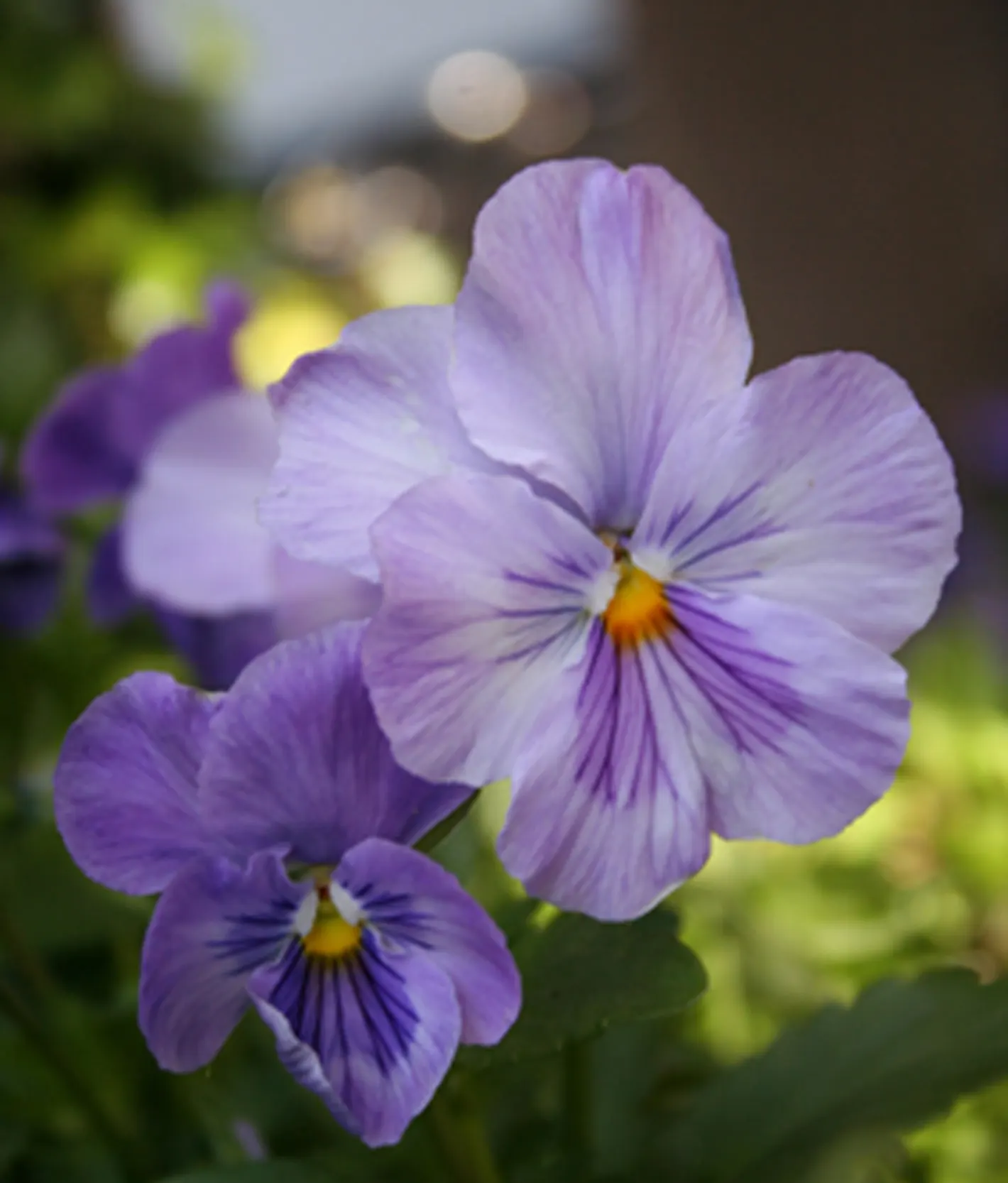 Common Pansy (Viola X Wittrockiana) — This hybrid plant typically reaches a modest height of 6 to 9 inches and spreads approximately 9 to 12, image 99