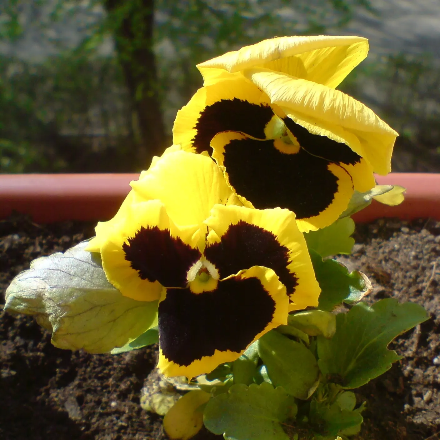 Common Pansy (Viola X Wittrockiana) — With minimal maintenance, these charming blooms will contribute eye-catching beauty to any garden design, image 117