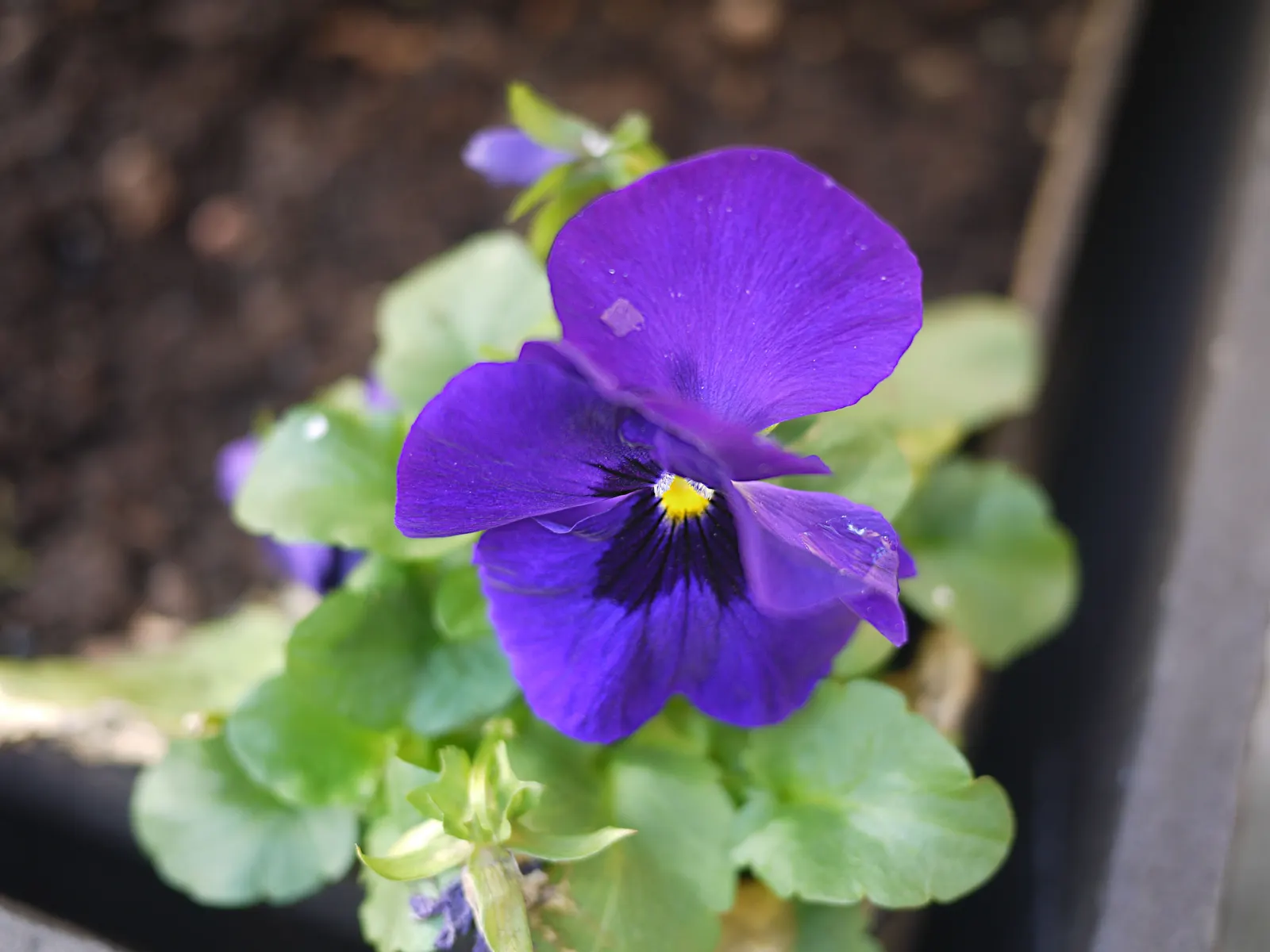 Common Pansy (Viola X Wittrockiana) — Typically growing to about 6-9 inches in height and spreading up to 9-12 inches; while pansies are cold-hardy, image 63