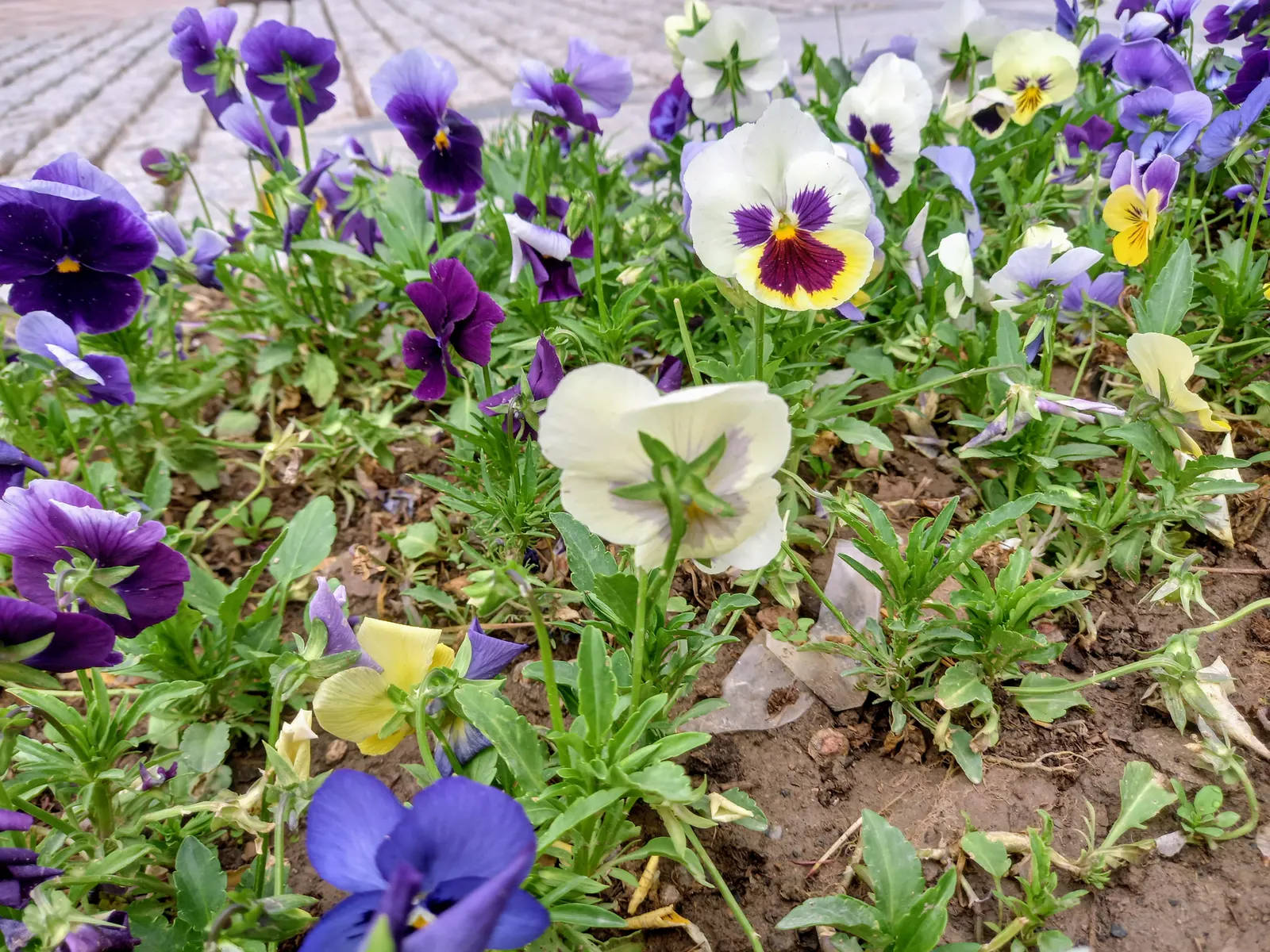 Common Pansy (Viola X Wittrockiana) — multi-colored and yellow flowers in the garden; which measure about 2 to 4 inches across, image 88