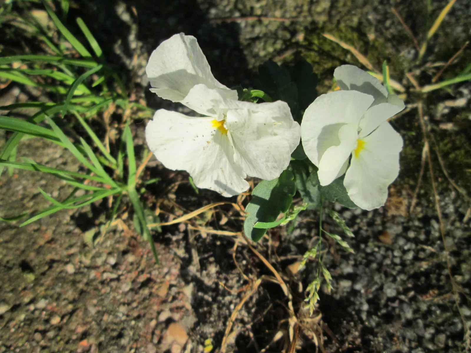 Common Pansy (Viola X Wittrockiana) — While pansies are cold-hardy; typically growing to about 6-9 inches in height and spreading up to 9-12 inches, image 78