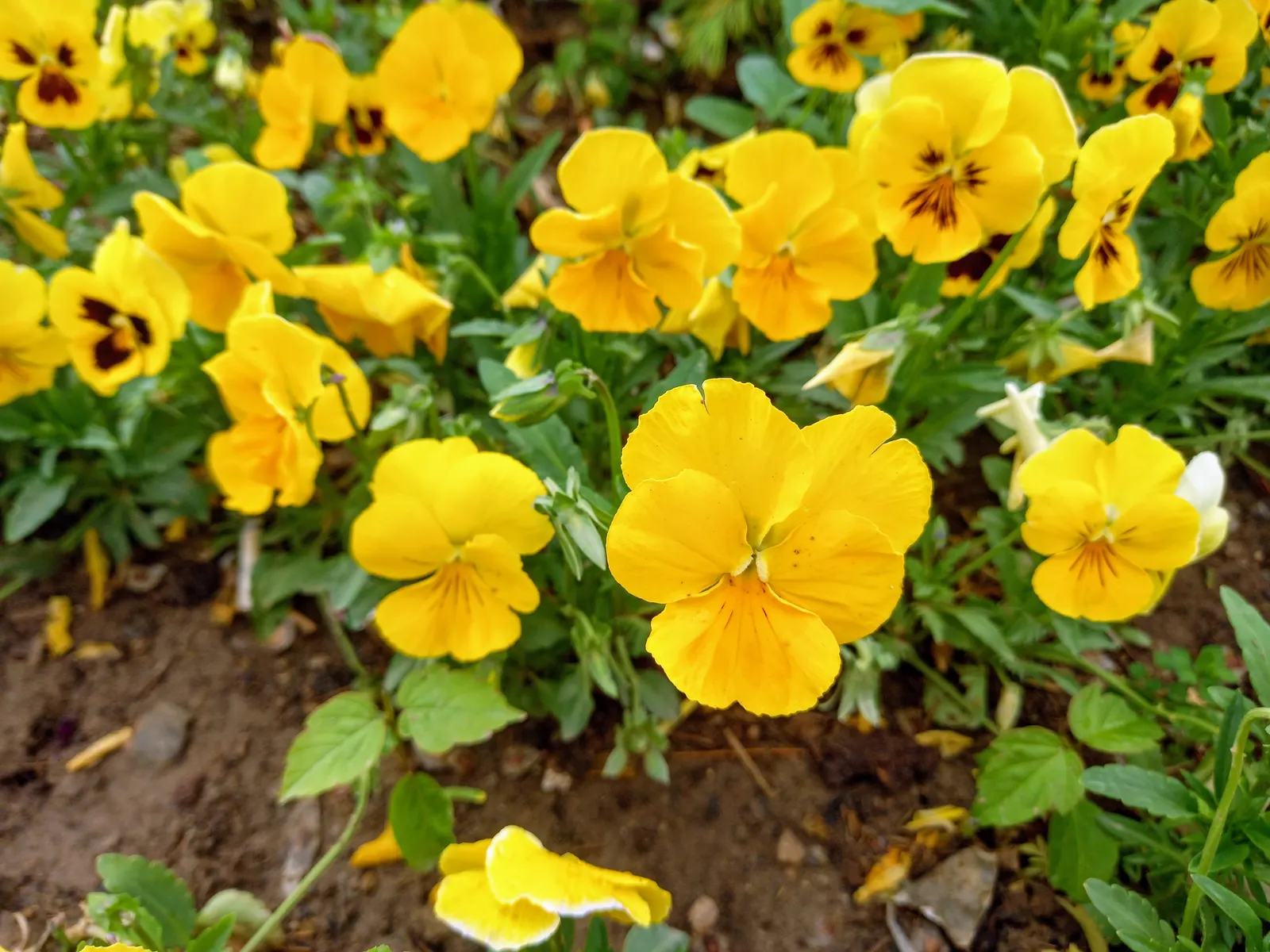 Common Pansy (Viola X Wittrockiana) — offer a prolonged display from early spring through late fall; it prefers full to partial sun and, image 104