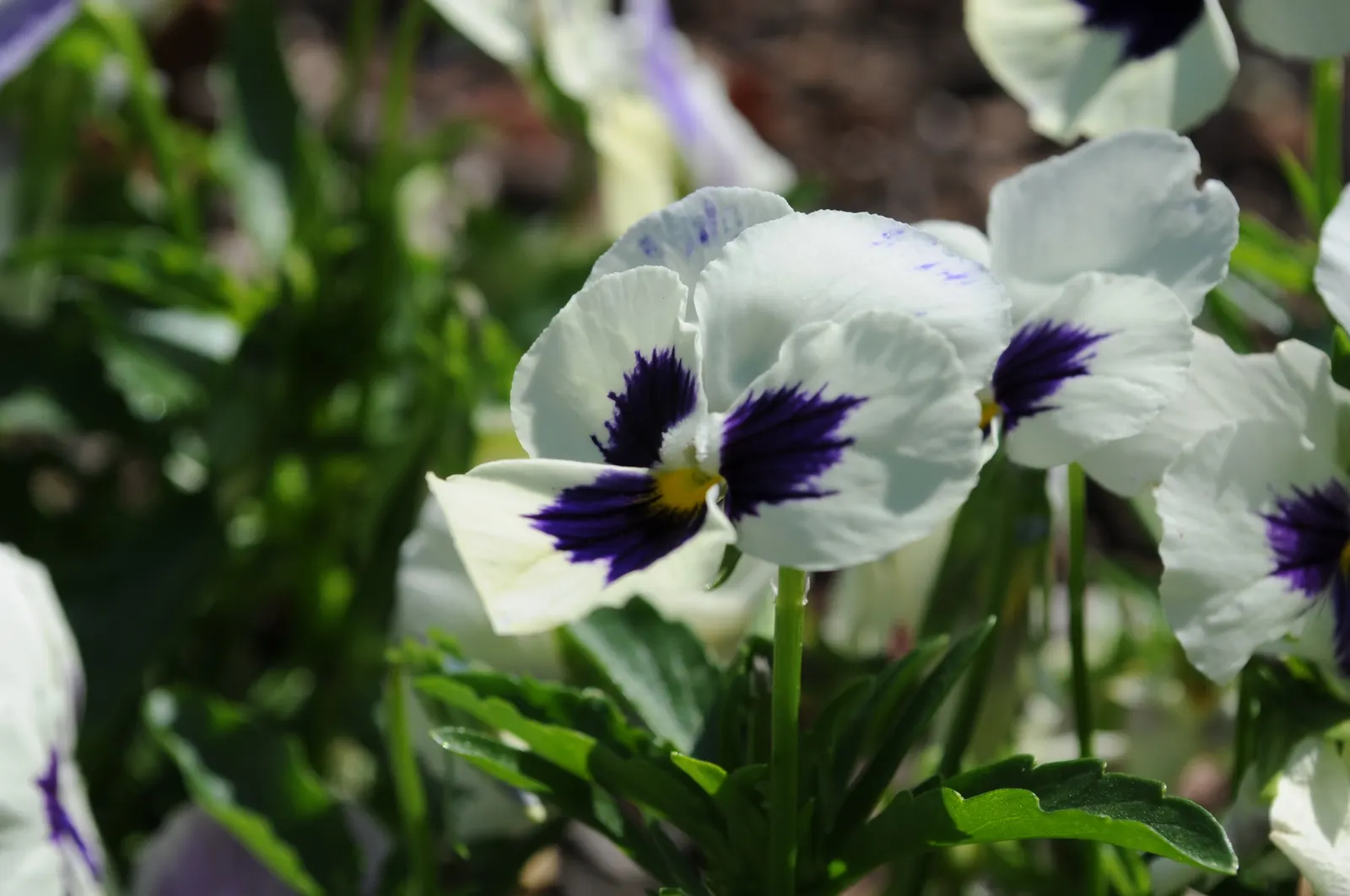 Common Pansy (Viola X Wittrockiana) — The Common Pansy (Viola x wittrockiana) is a versatile and vibrant flowering plant; they prefer well-drained, image 97