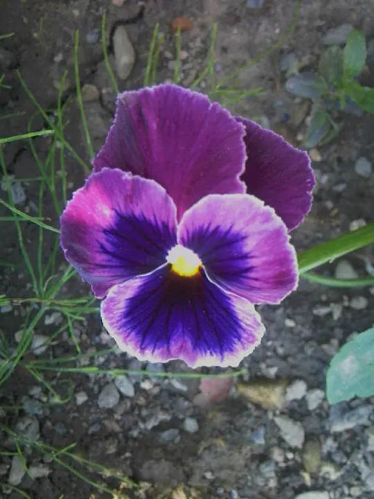 Common Pansy (Viola X Wittrockiana) — overlapping petals and a wide range of vibrant colors