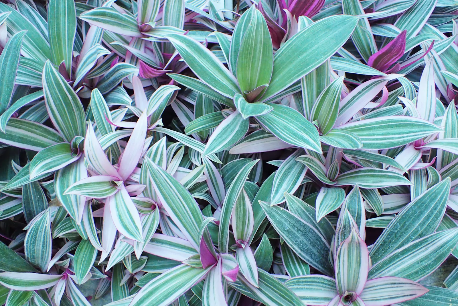 Tricolor Boat Lily (Tradescantia Spathacea 'Tricolor') — The Tricolor Boat Lily (Tradescantia spathacea 'Tricolor') is an ornamental