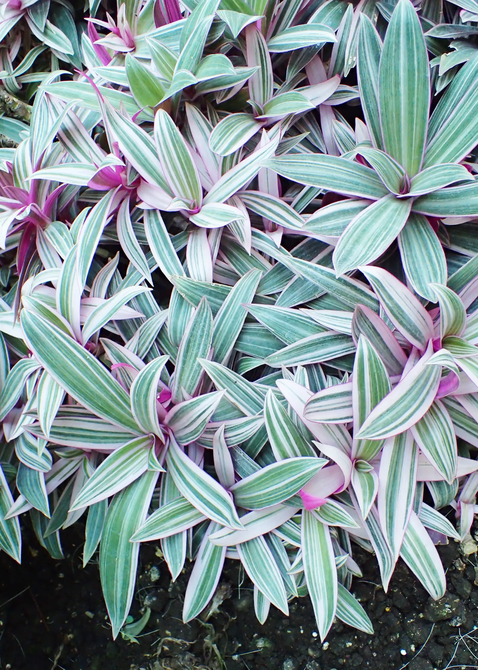 Tricolor Boat Lily (Tradescantia Spathacea 'Tricolor') — tropical perennial renowned for its sword-shaped leaves boasting streaks of pink