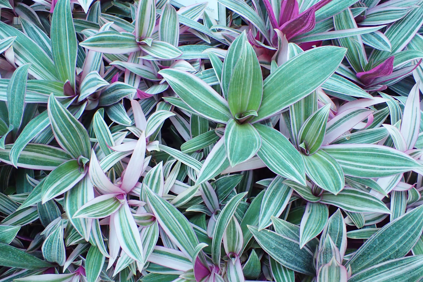 Tricolor Boat Lily (Tradescantia Spathacea 'Tricolor') — Growing 6-12 inches tall and wide, this eye-catching plant thrives in partial shade to full sun