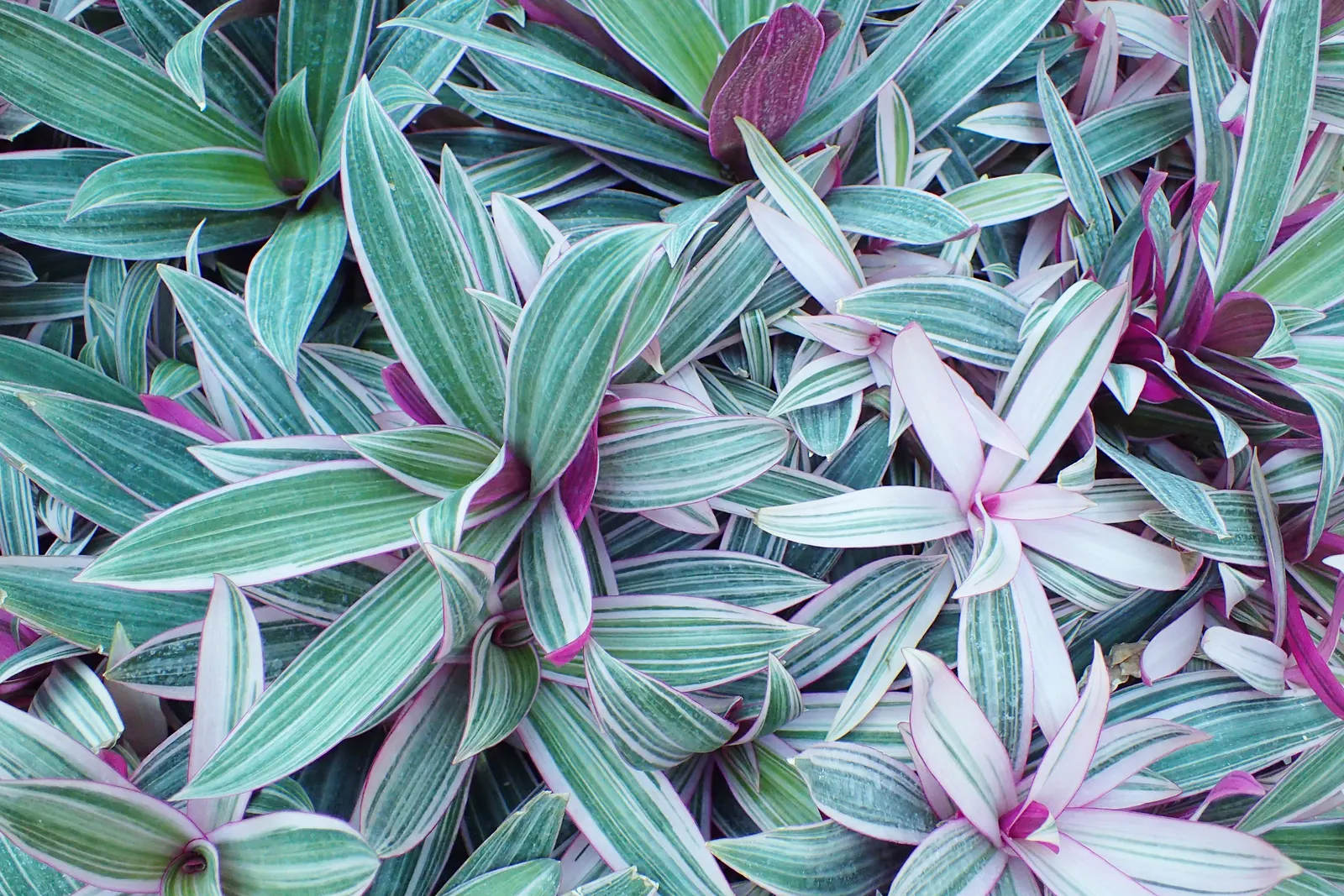 Tricolor Boat Lily (Tradescantia Spathacea 'Tricolor') — creating a vibrant tapestry