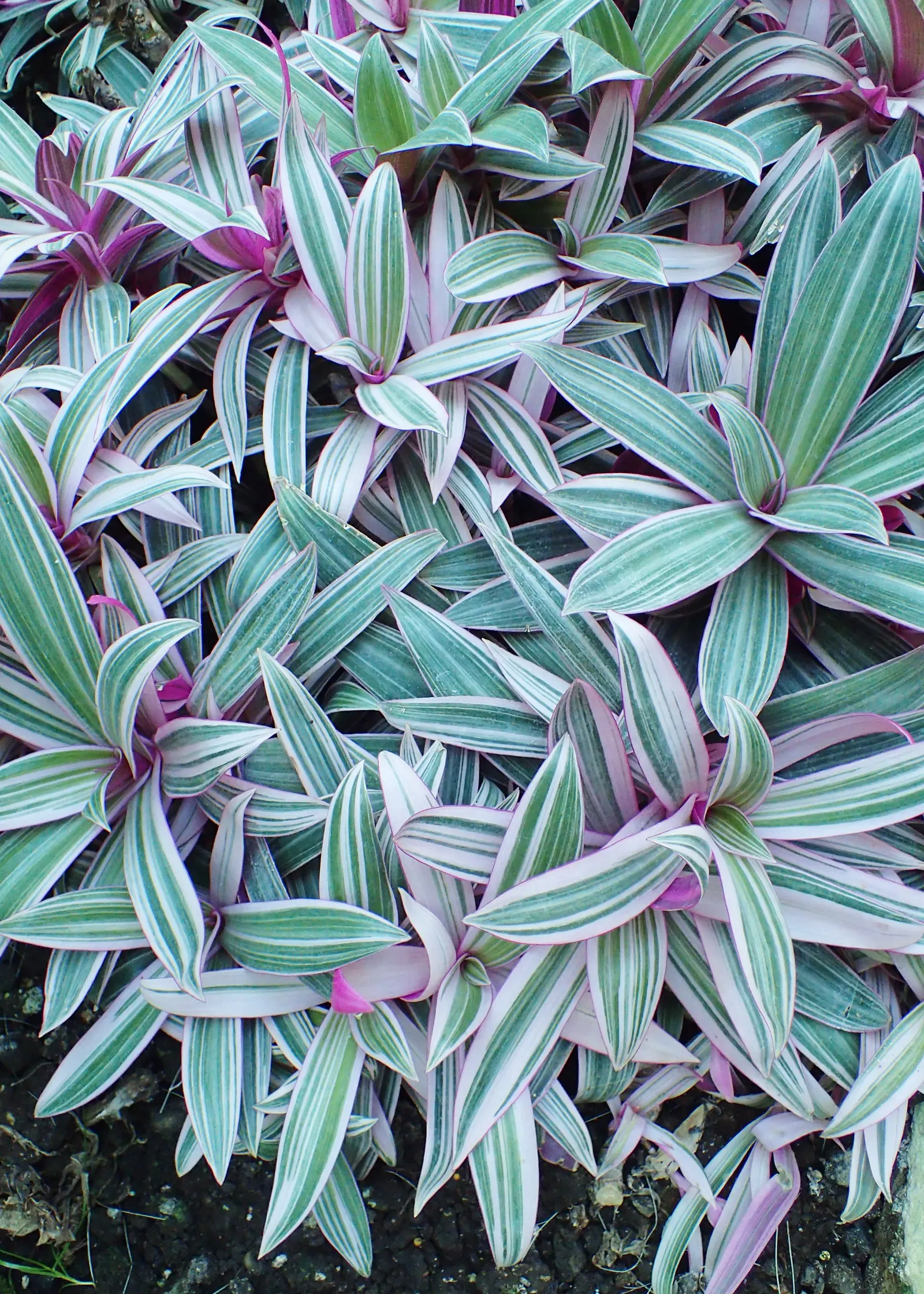 Tricolor Boat Lily (Tradescantia Spathacea 'Tricolor') — it's perfect for borders or container gardening