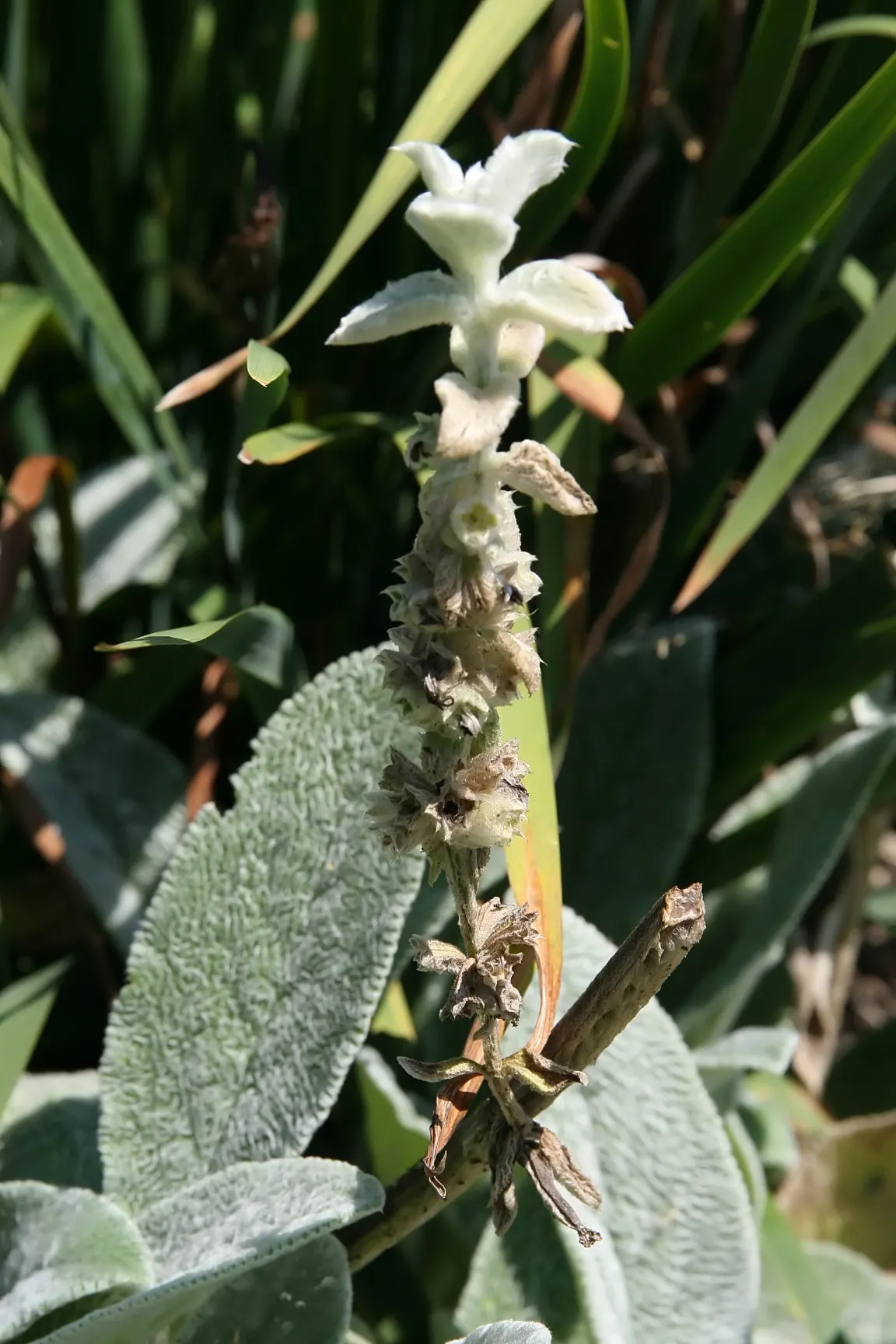 Lamb's Ear (Stachys Byzantina) — Each leaf is notably oblong with a plush texture reminiscent of a lamb's ear, inspiring its common name