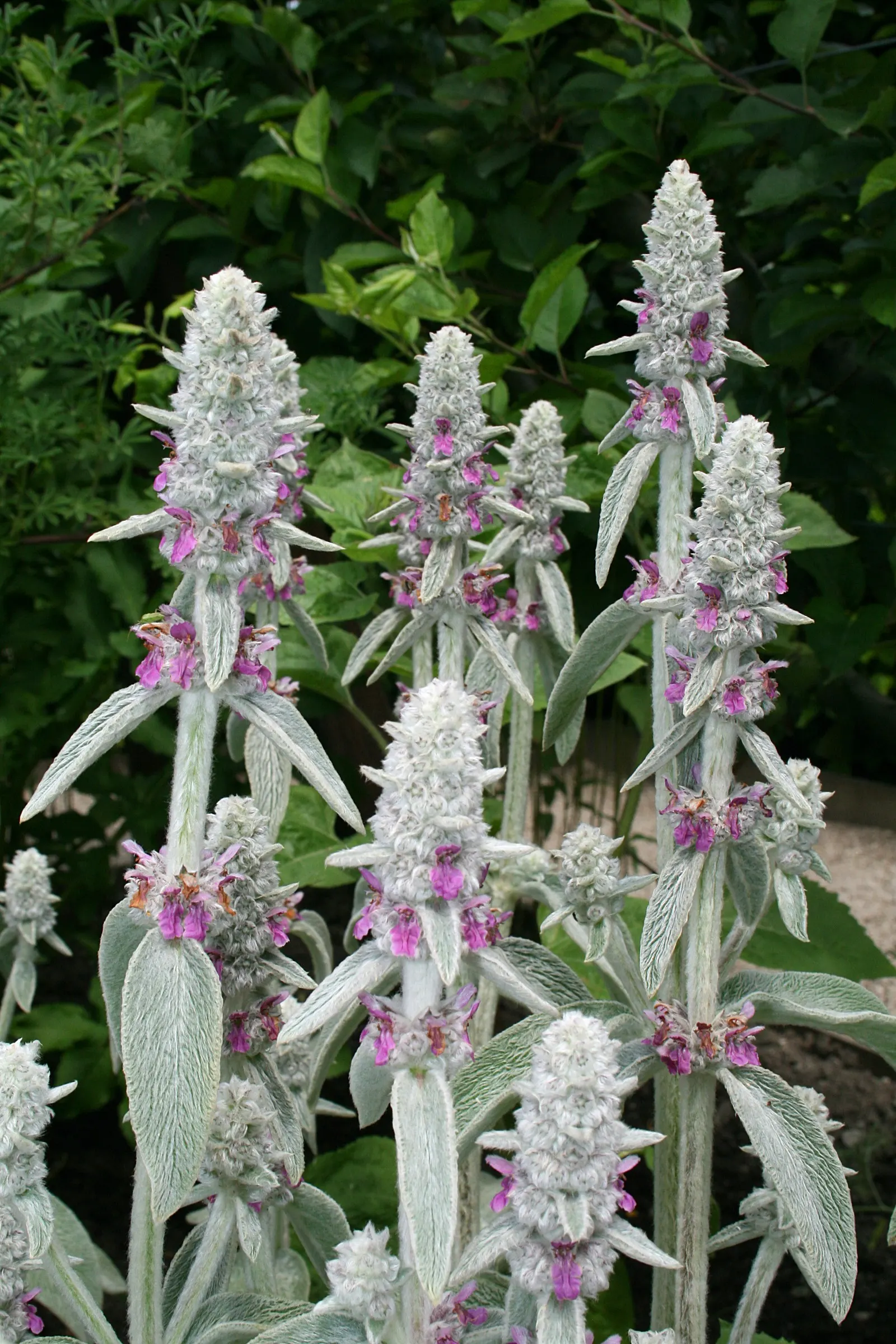 Lamb's Ear (Stachys Byzantina) — creating a dense mat of silvery-green leaves