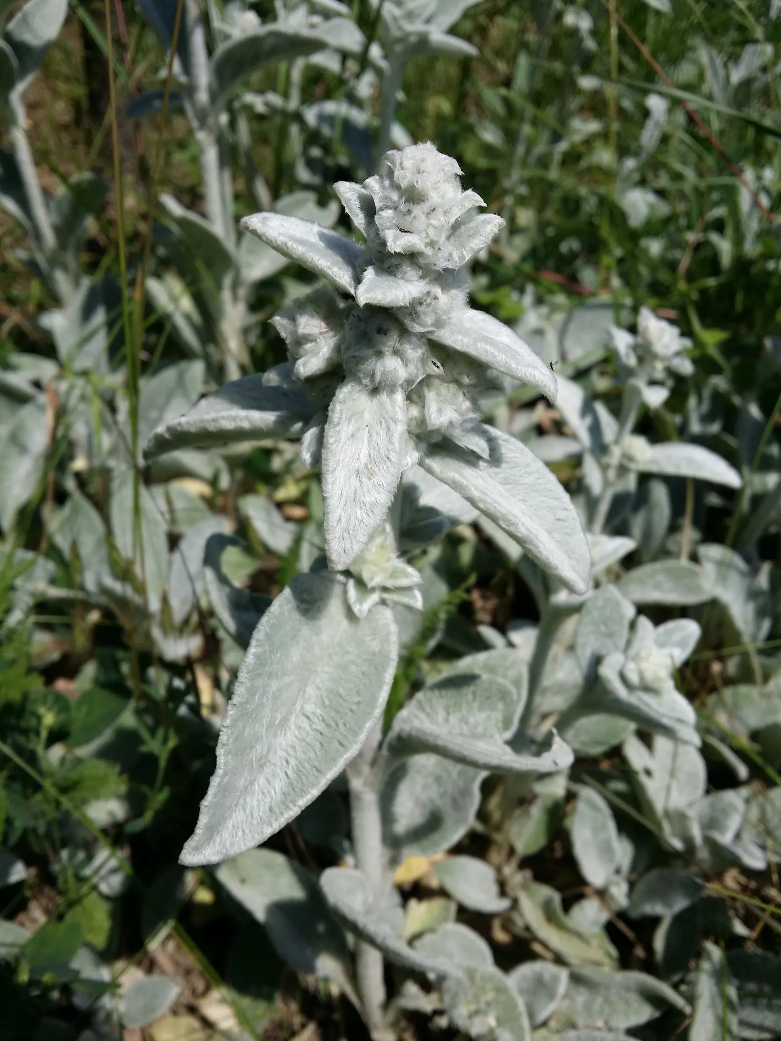 Lamb's Ear (Stachys Byzantina) — it sends up flower spikes that can reach up to 24 inches in height
