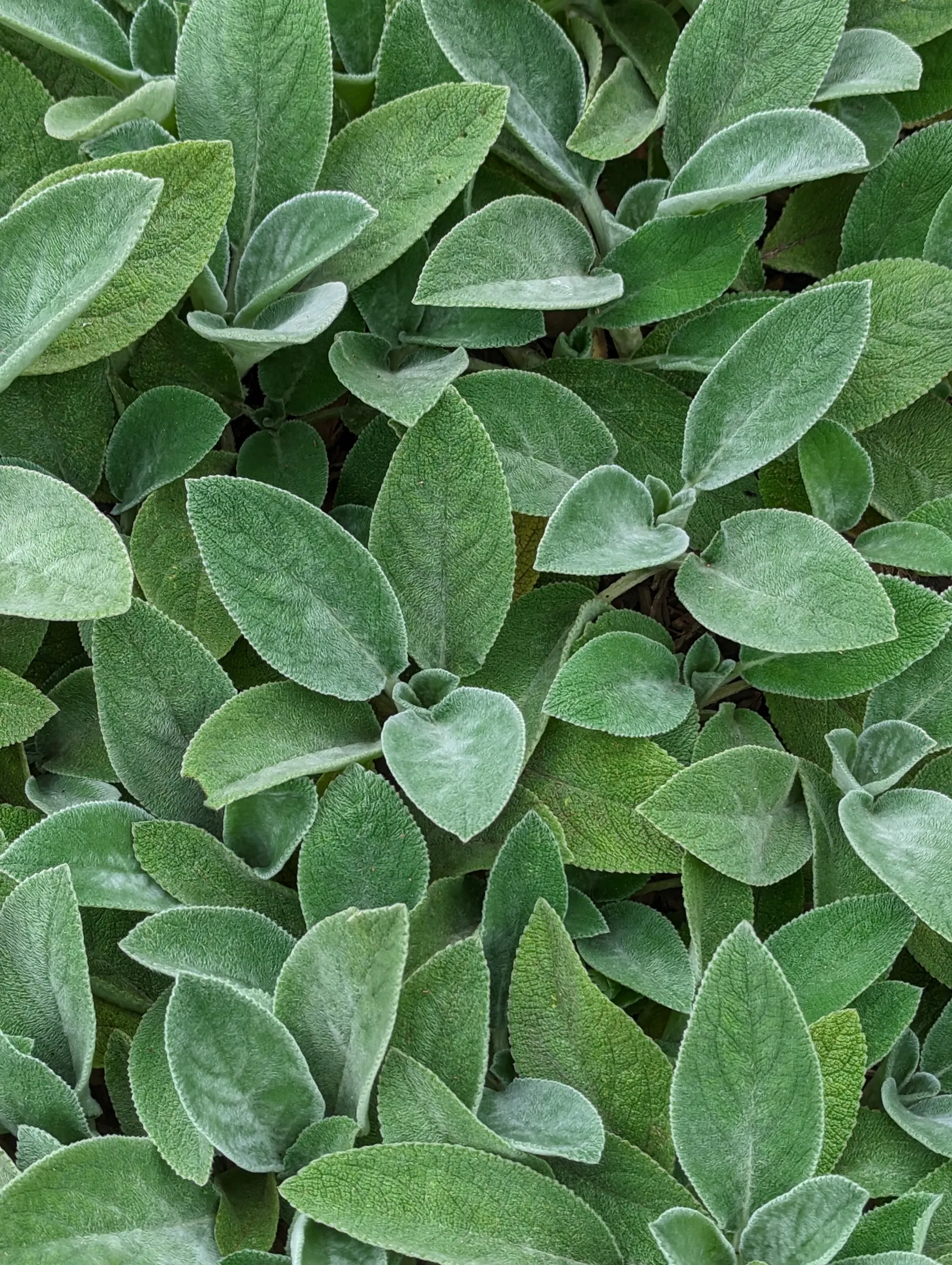 Lamb's Ear (Stachys Byzantina) — This low-maintenance plant reaches 6-12 inches in height and spreads up to 18 inches