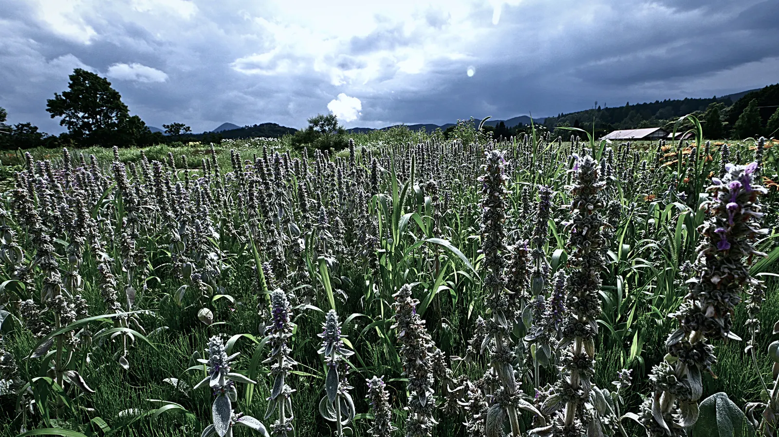 Lamb's Ear (Stachys Byzantina) — commonly known as Lamb's Ear