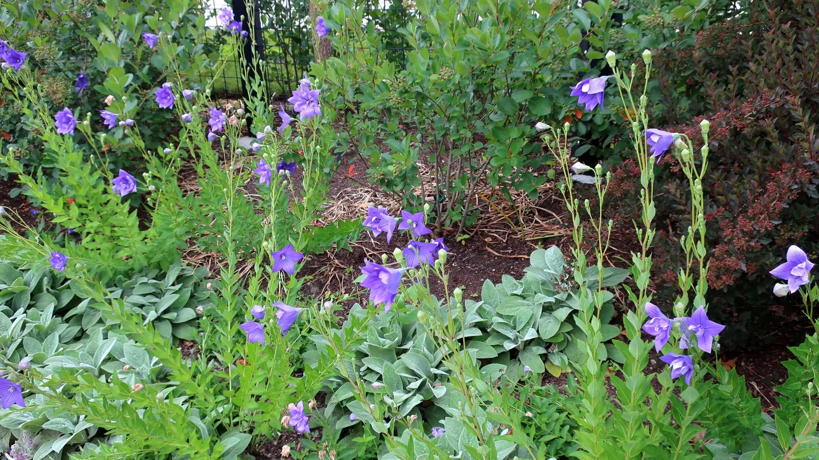 Lamb's Ear (Stachys Byzantina) — Lamb's Ear (Stachys byzantina) is a durable and low-maintenance perennial