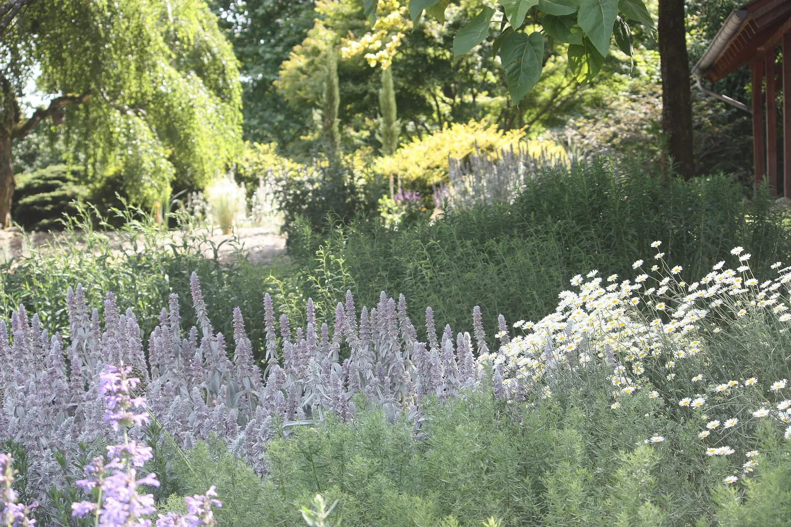 Lamb's Ear (Stachys Byzantina) — Ideal for borders and sensory gardens
