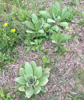 Lamb's Ear (Stachys Byzantina) — velvety foliage that adds a unique texture to any garden setting