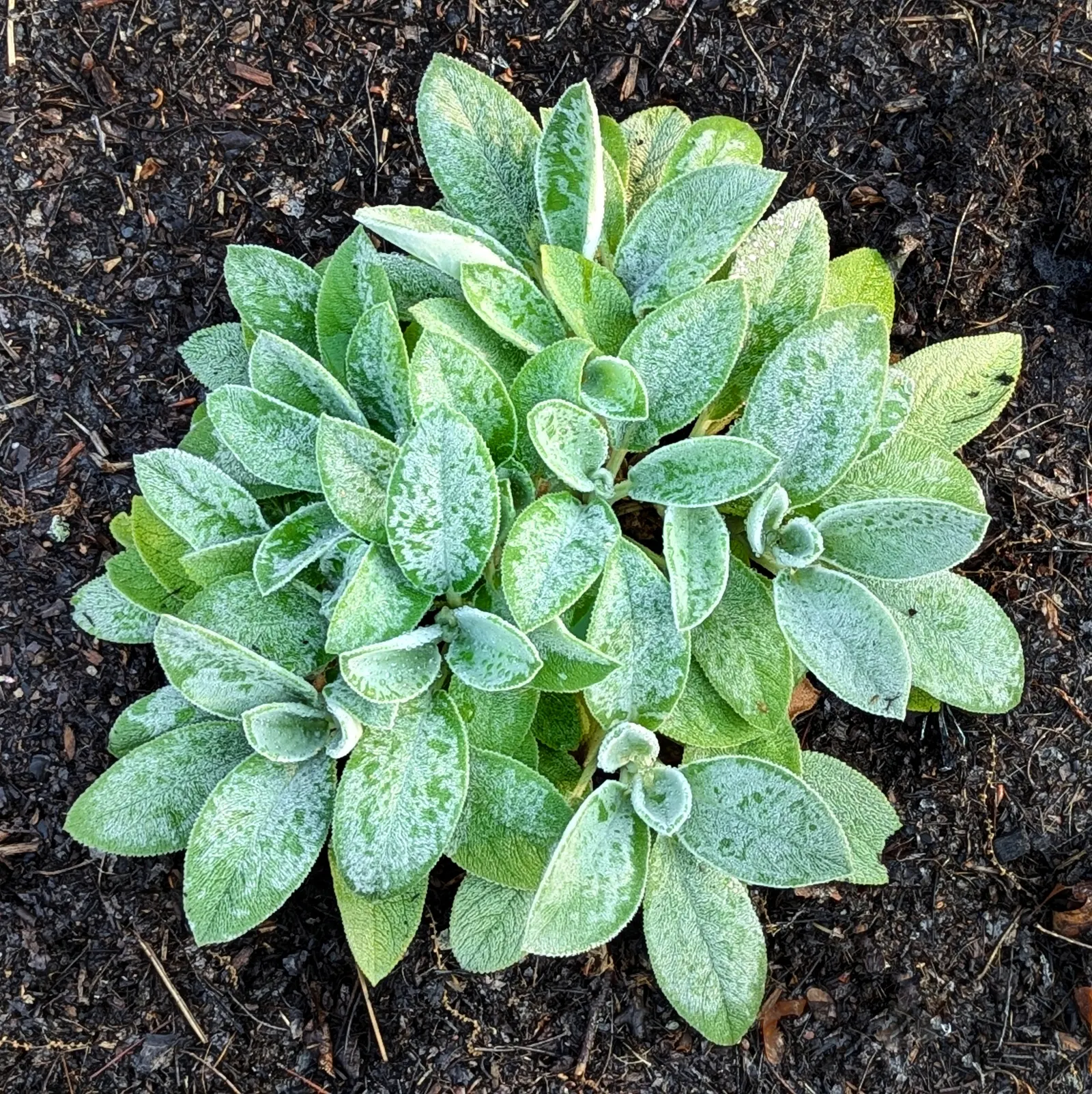 Lamb's Ear (Stachys Byzantina) — Thriving in USDA zones 4-8, it prefers full sun to partial shade and well-draining soil