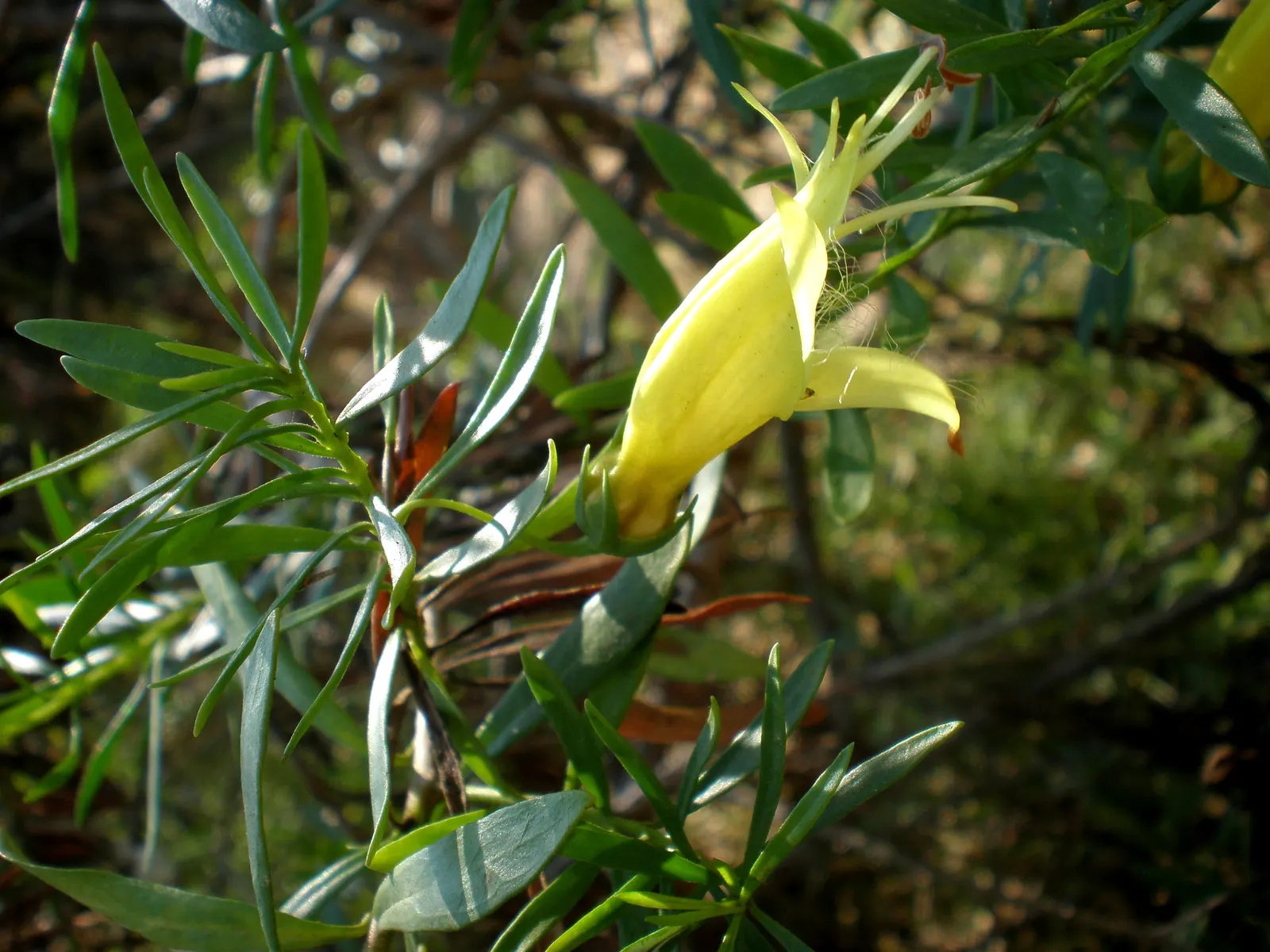 Spotted Emu Bush (Eremophila Maculata) — This Australian native shrub typically reaches heights of 4 to 6 feet and spreads 4 to 5 feet wide; lance-shaped