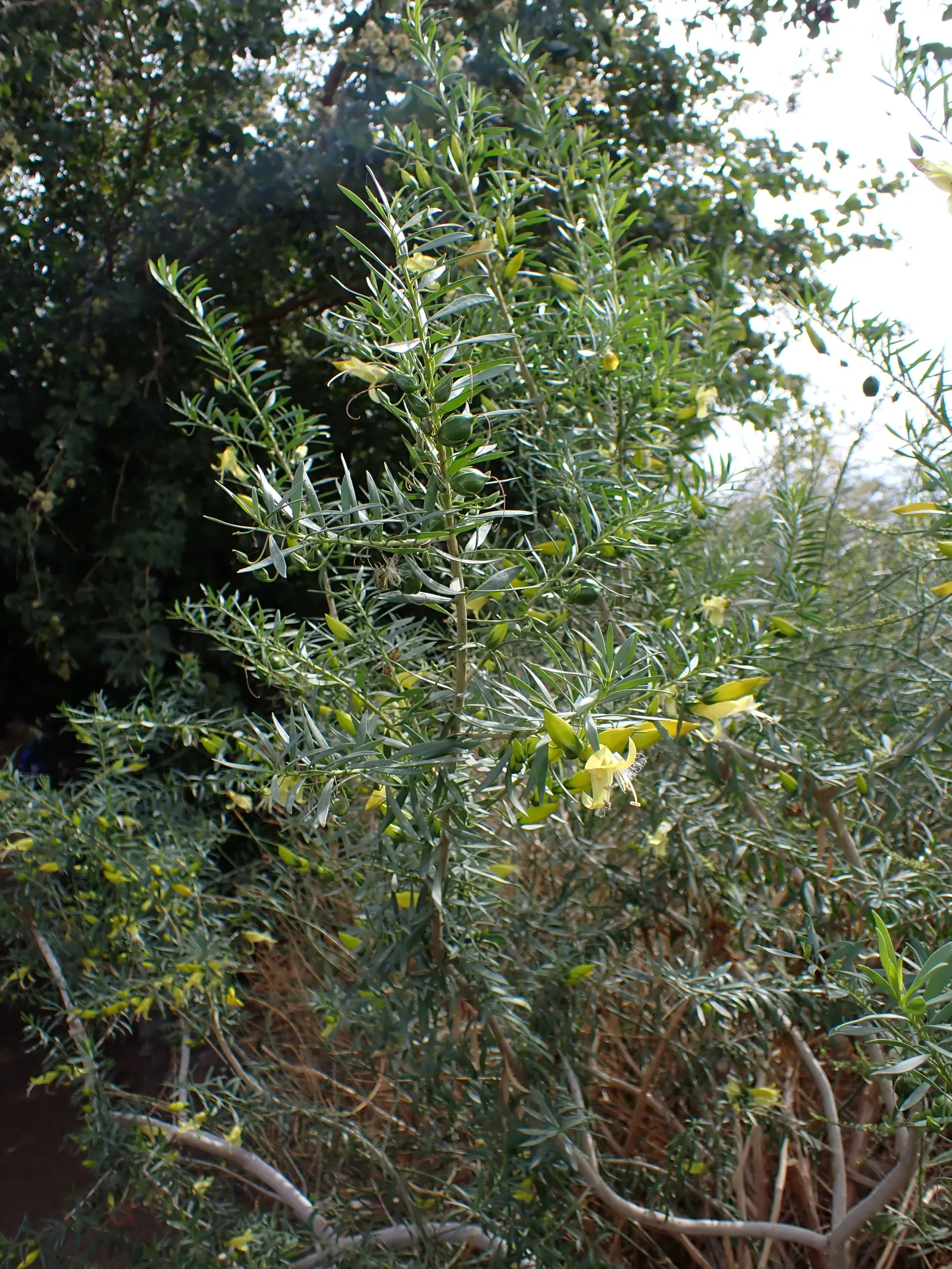 Spotted Emu Bush (Eremophila Maculata) — lending a soft texture to the landscape