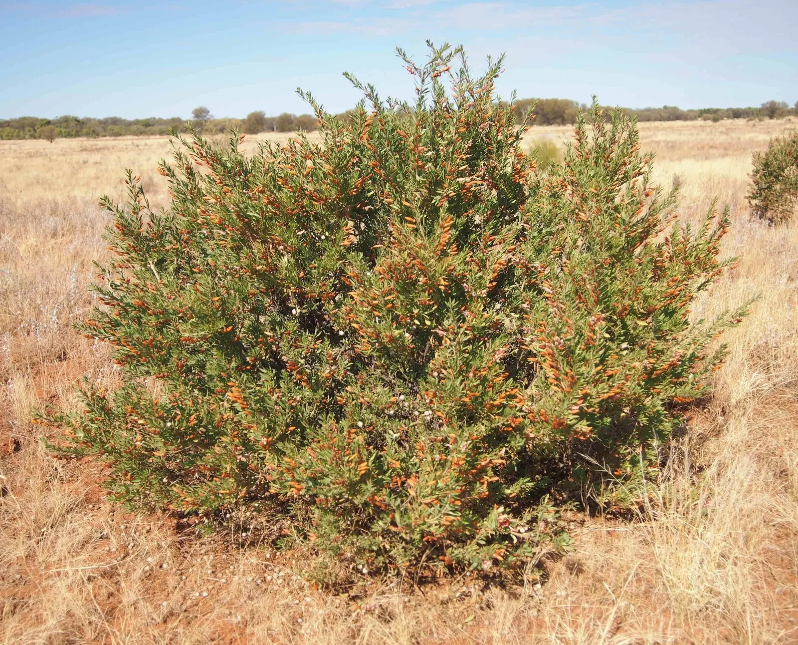 Spotted Emu Bush (Eremophila Maculata) — Attracts birds and pollinators, enhancing biodiversity; prized for its spotted bell-shaped flowers