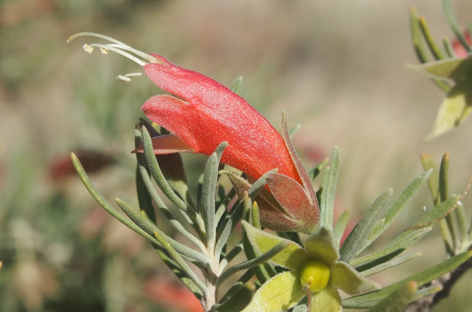Spotted Emu Bush (Eremophila Maculata) — consider its reliance on well-draining soil and its potential as a focal point due to its vibrant flowering