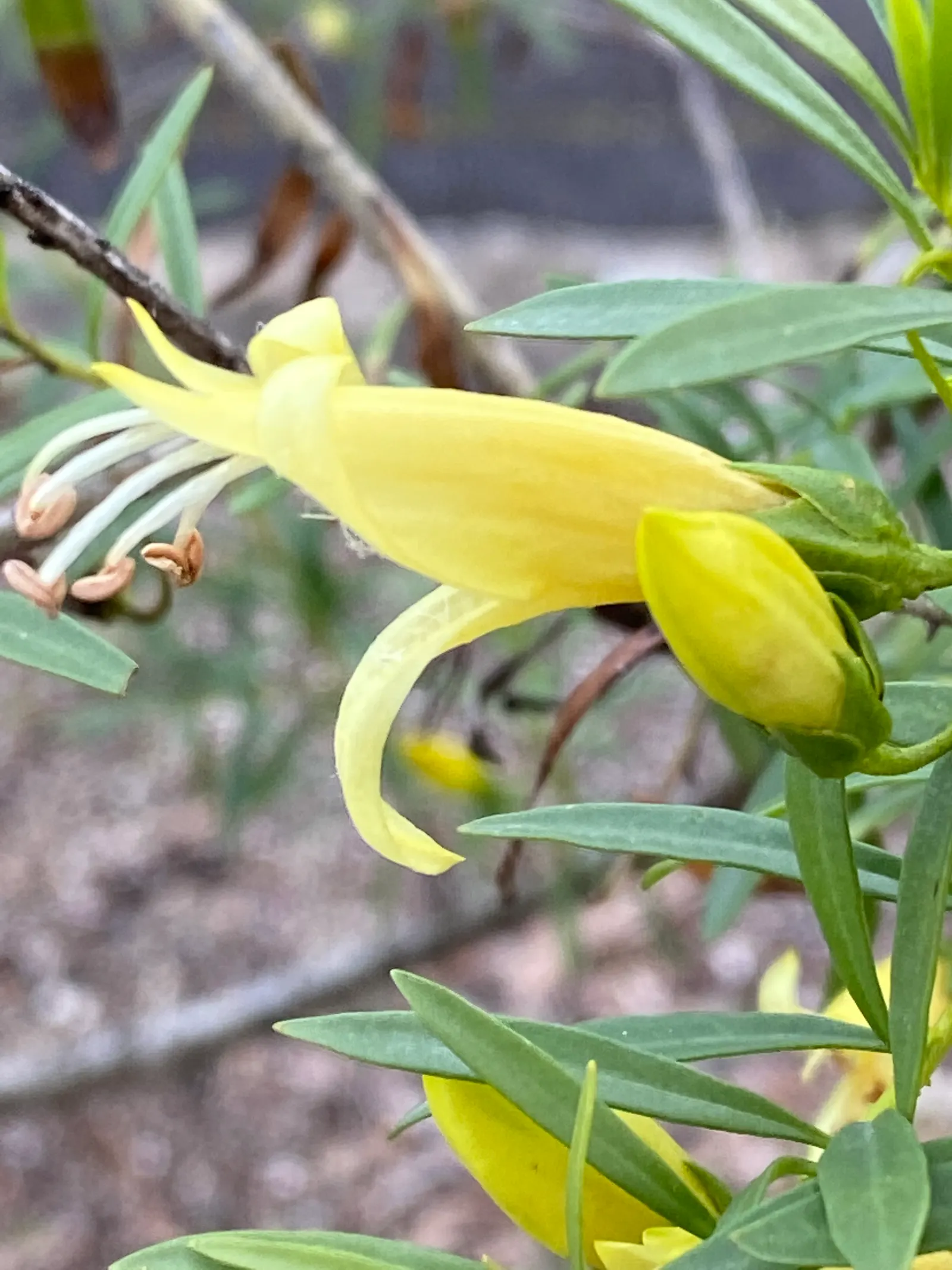 Spotted Emu Bush (Eremophila Maculata) — With a growth habit that can be adjusted through pruning; is a vibrant Australian native