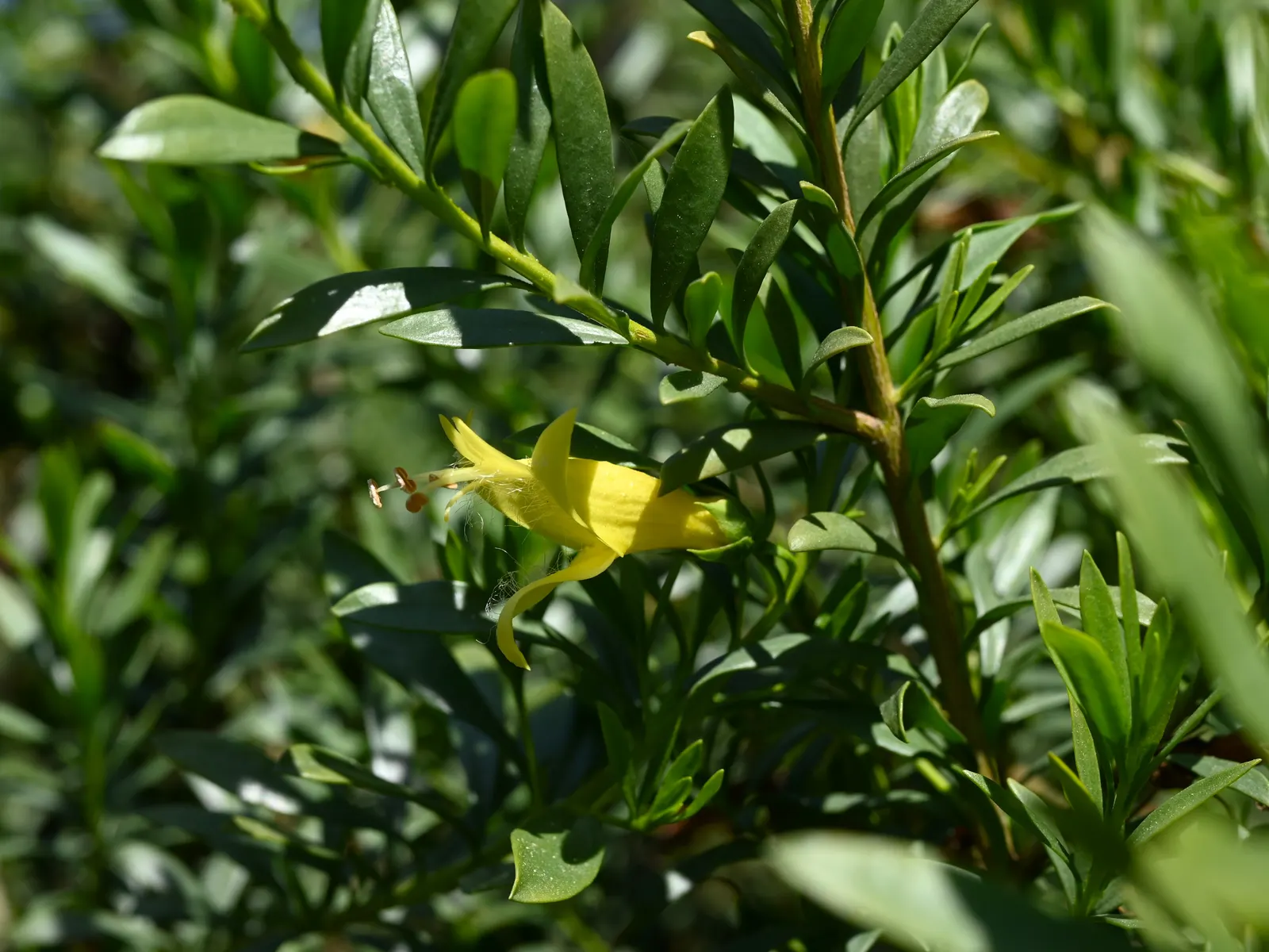 Spotted Emu Bush (Eremophila Maculata) — Preferring full sun, it thrives in well-drained soil