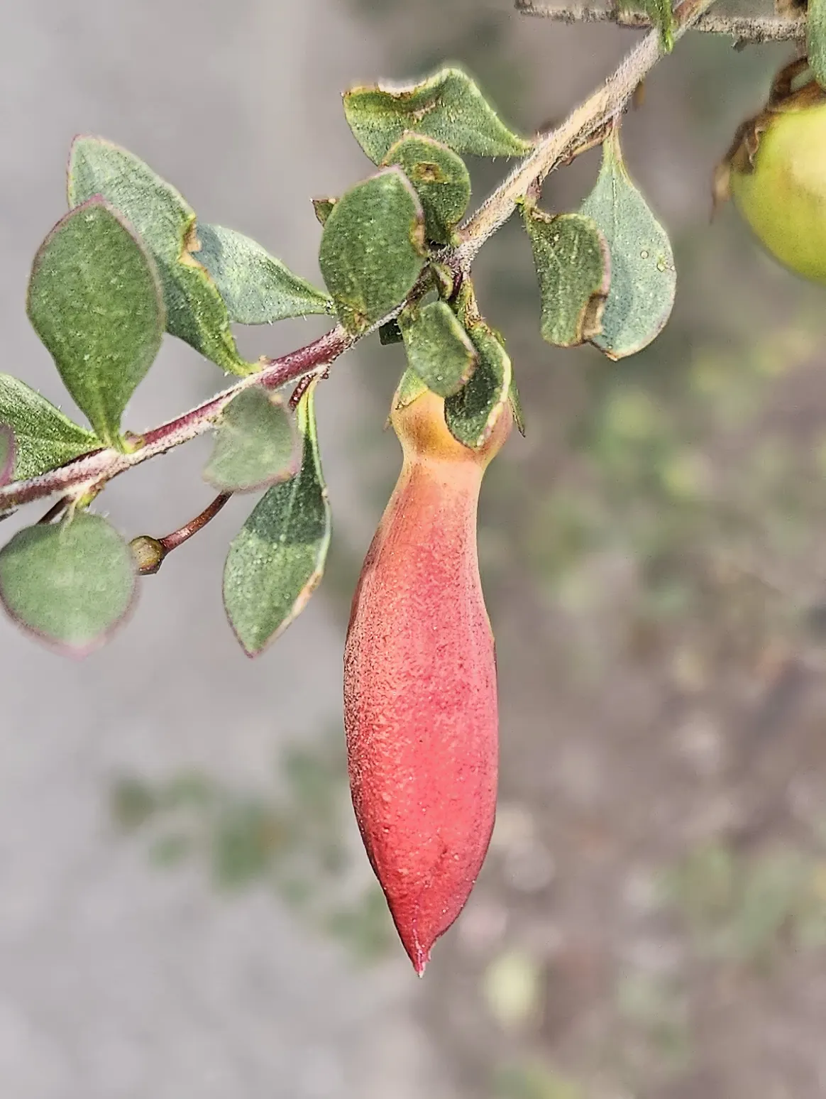 Spotted Emu Bush (Eremophila Maculata) — Ideal for xeriscapes, this evergreen provides year-round interest with minimal maintenance; lending a soft texture to