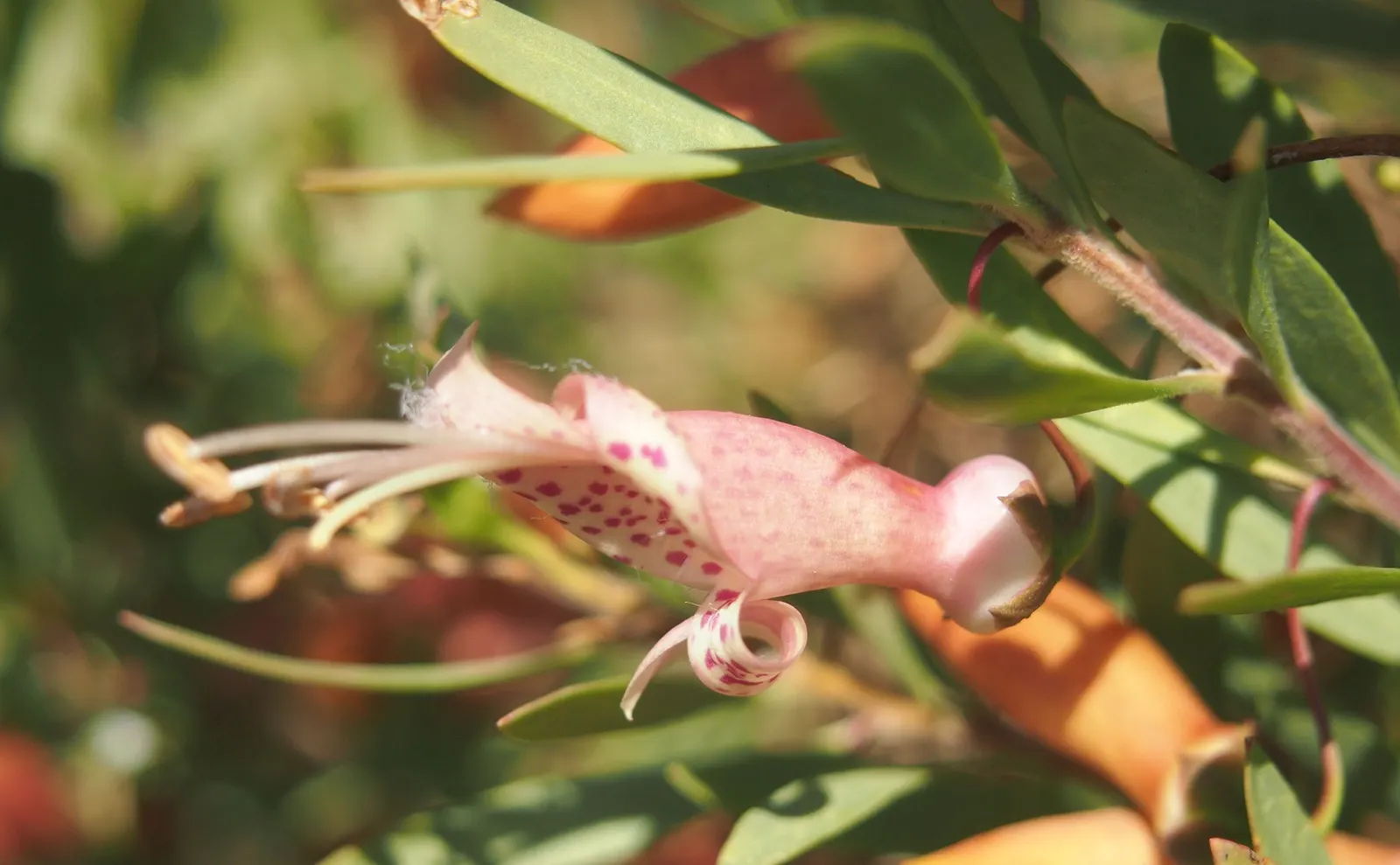 Spotted Emu Bush (Eremophila Maculata) — This Australian native shrub typically reaches heights of 4 to 6 feet and spreads 4 to 5 feet wide